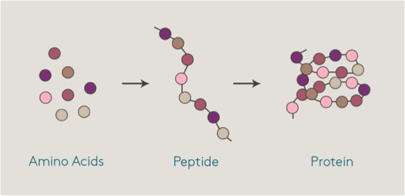 peptides2.png