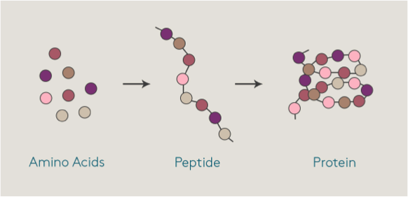 What are peptides in skin care