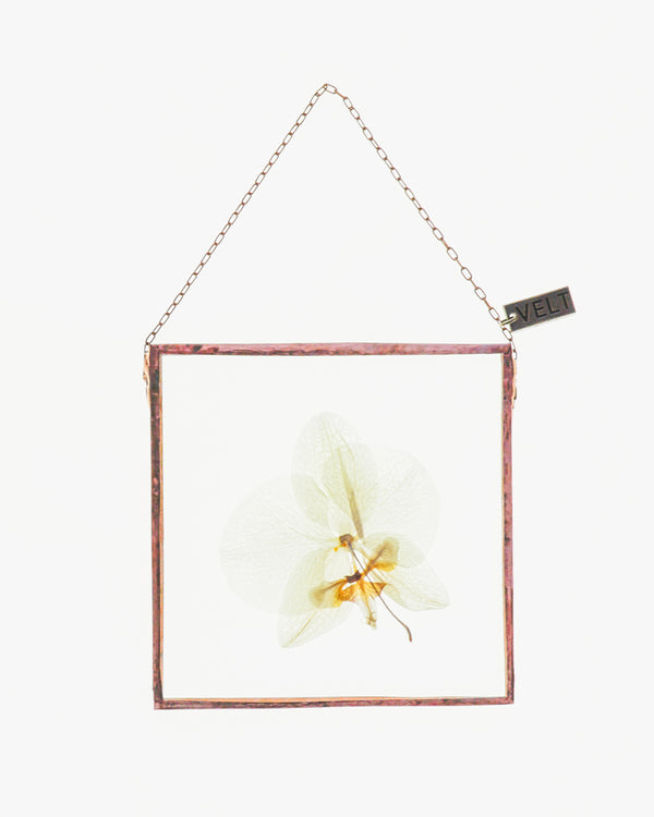 Orchid Blooms | Small Square