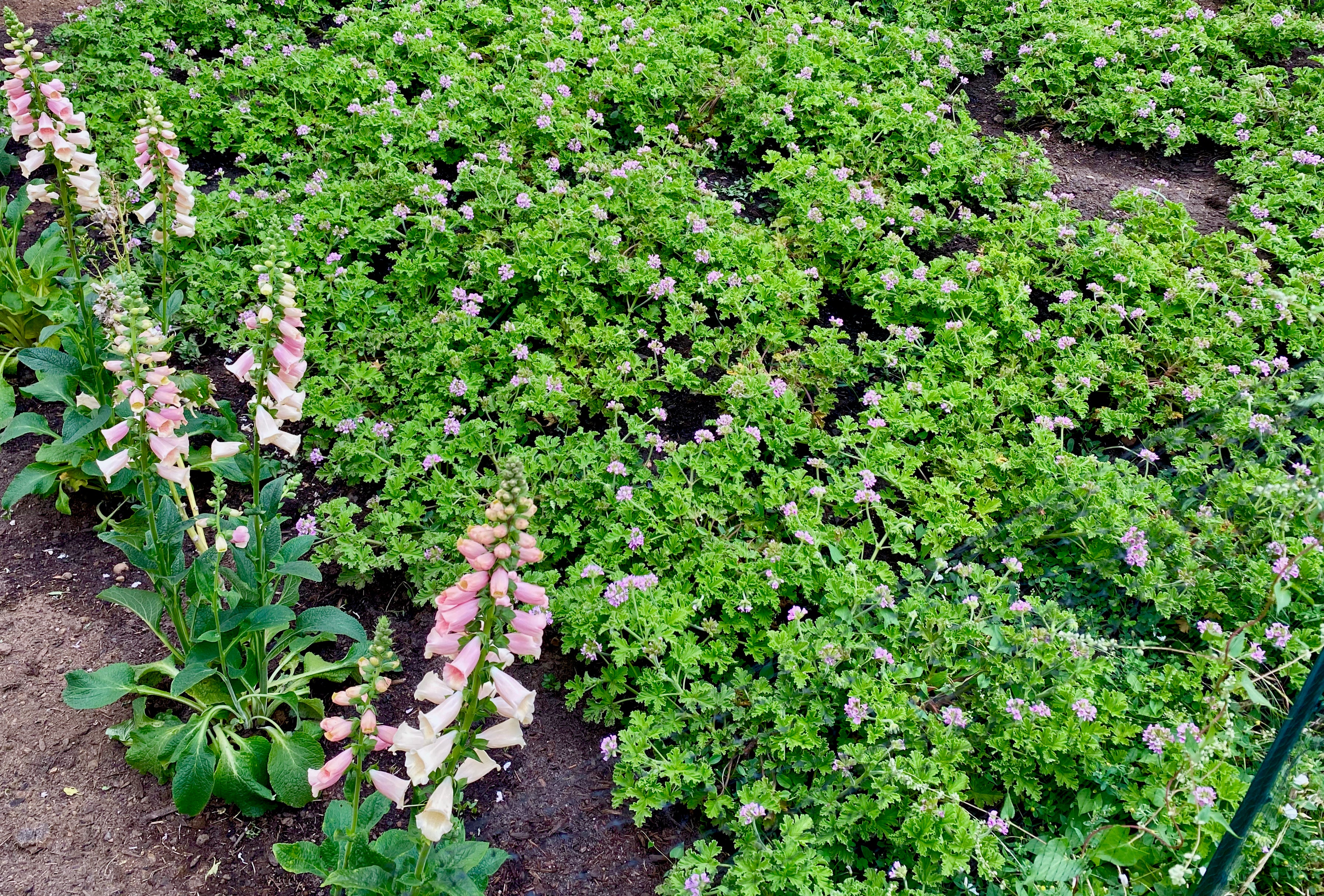 Rose Geranium plants. Fieldwork at Wellspent Market. Portland florist delivery.