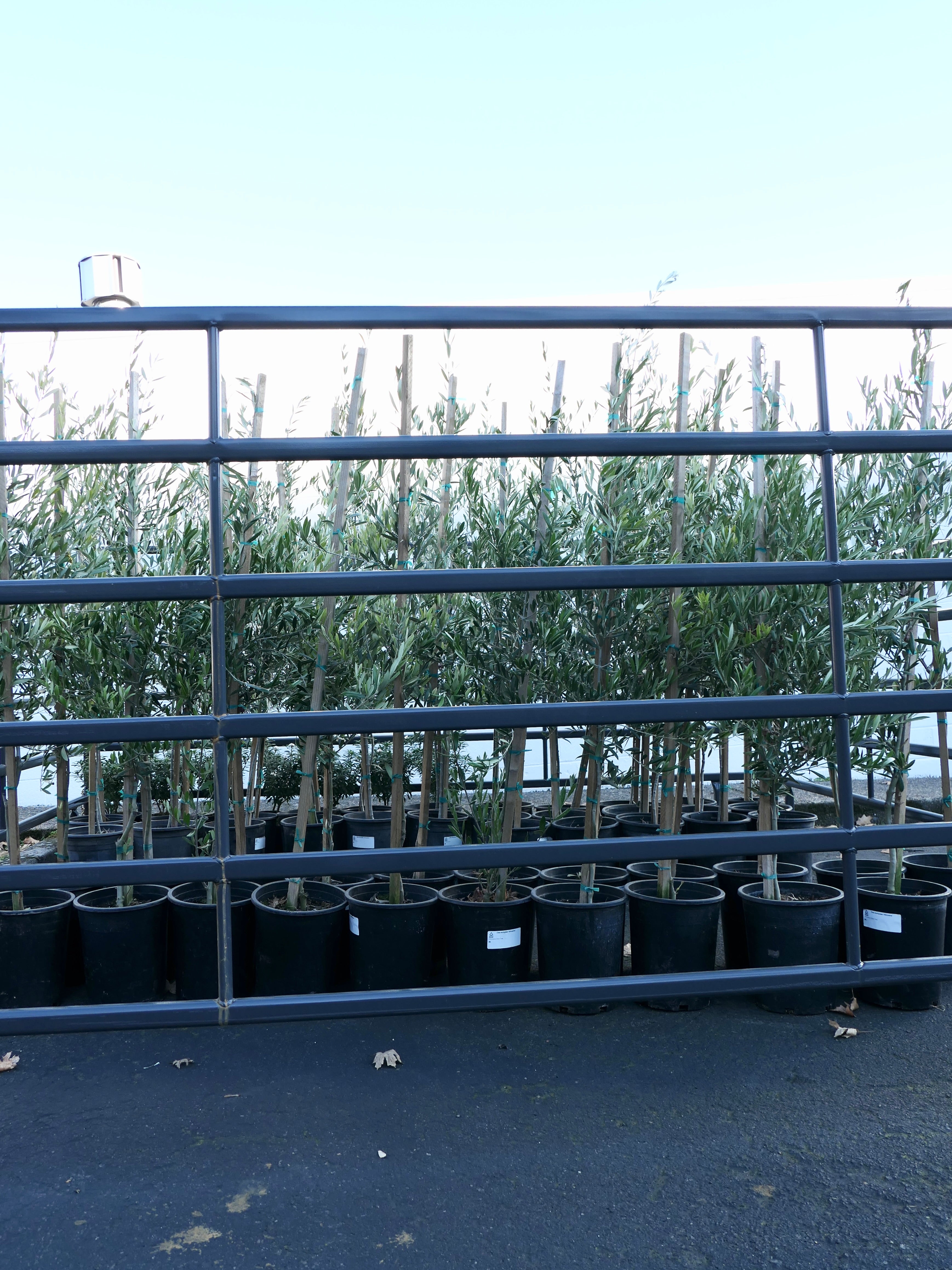 Ship olive plants from Fieldwork Flowers in Vancouver Washington