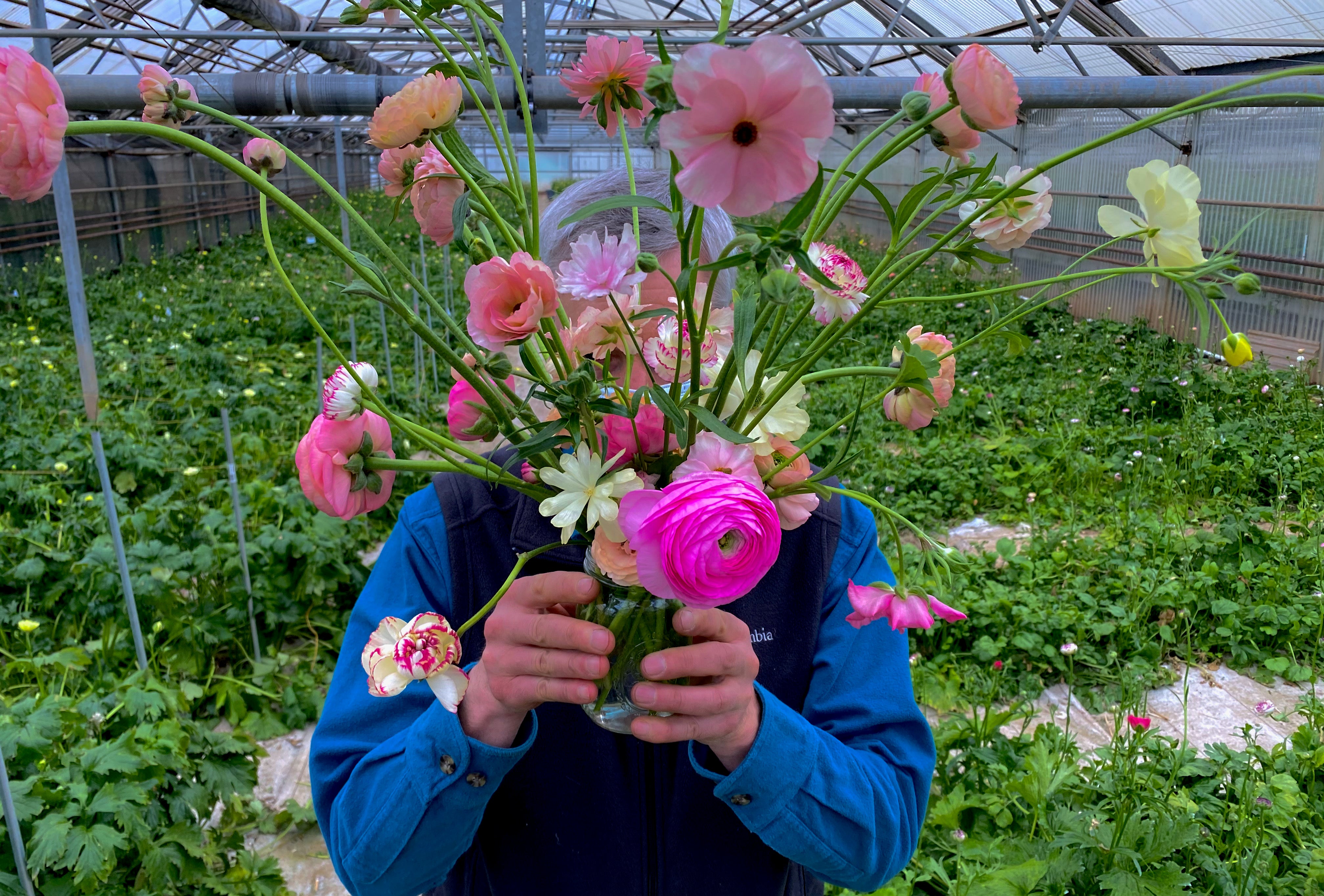 Ranunculus - Peterkort - Send Fieldwork Flowers Portland Oregon