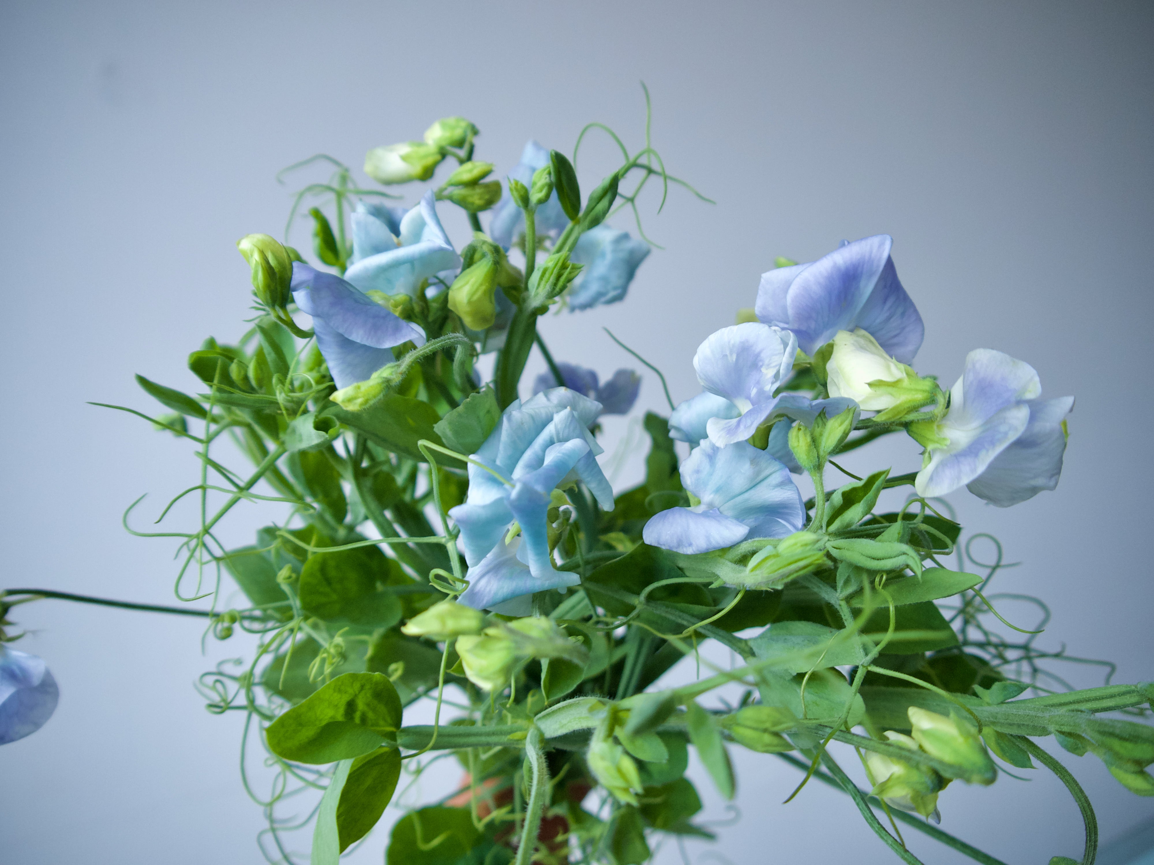 Sweet Peas. Locally grown flowers in Portland, Oregon. Fieldwork Flowers. Portland Florists delivery.