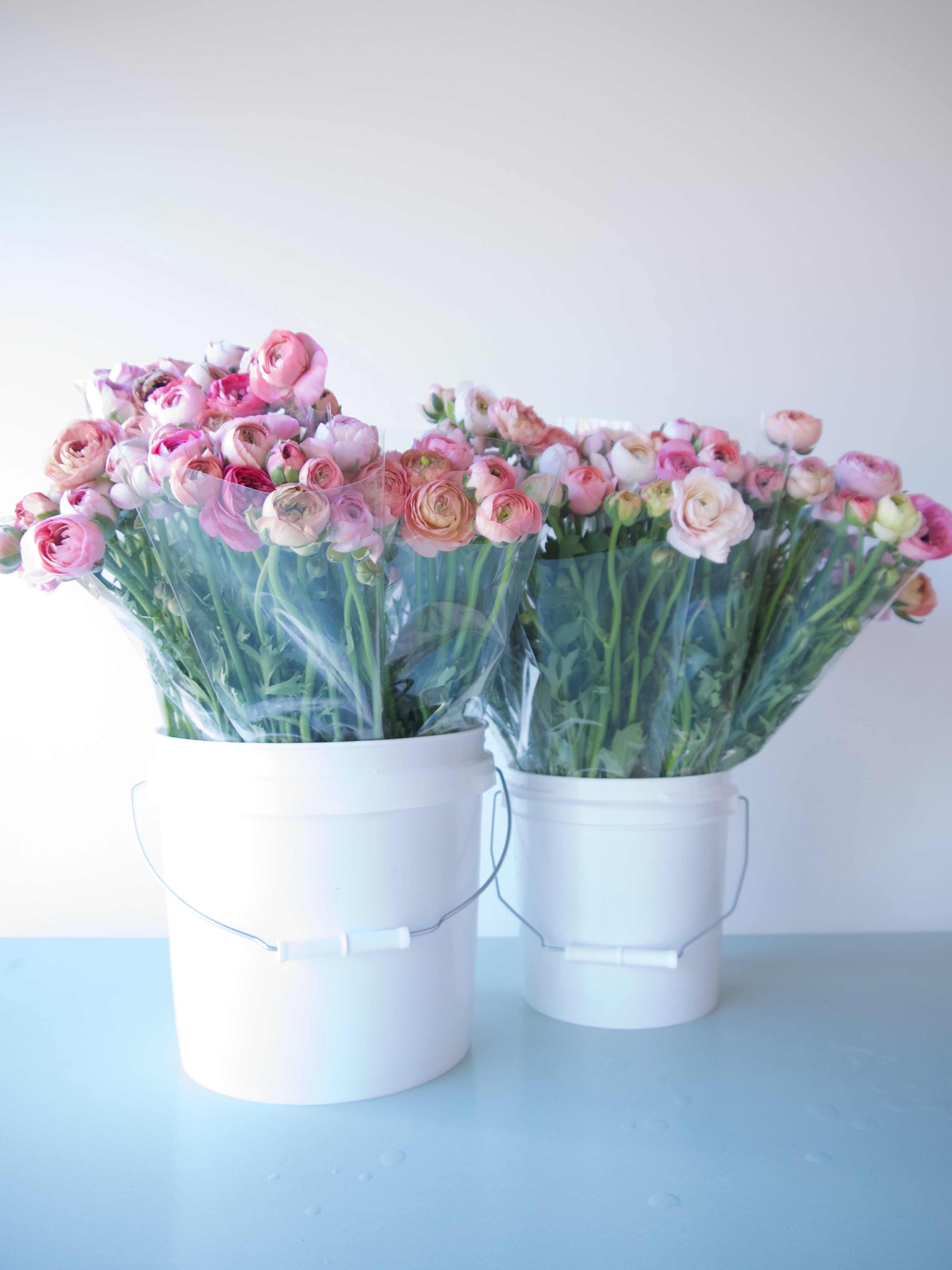 Locally Grown Ranunculus. Bulk. Portland Flower Delivery.