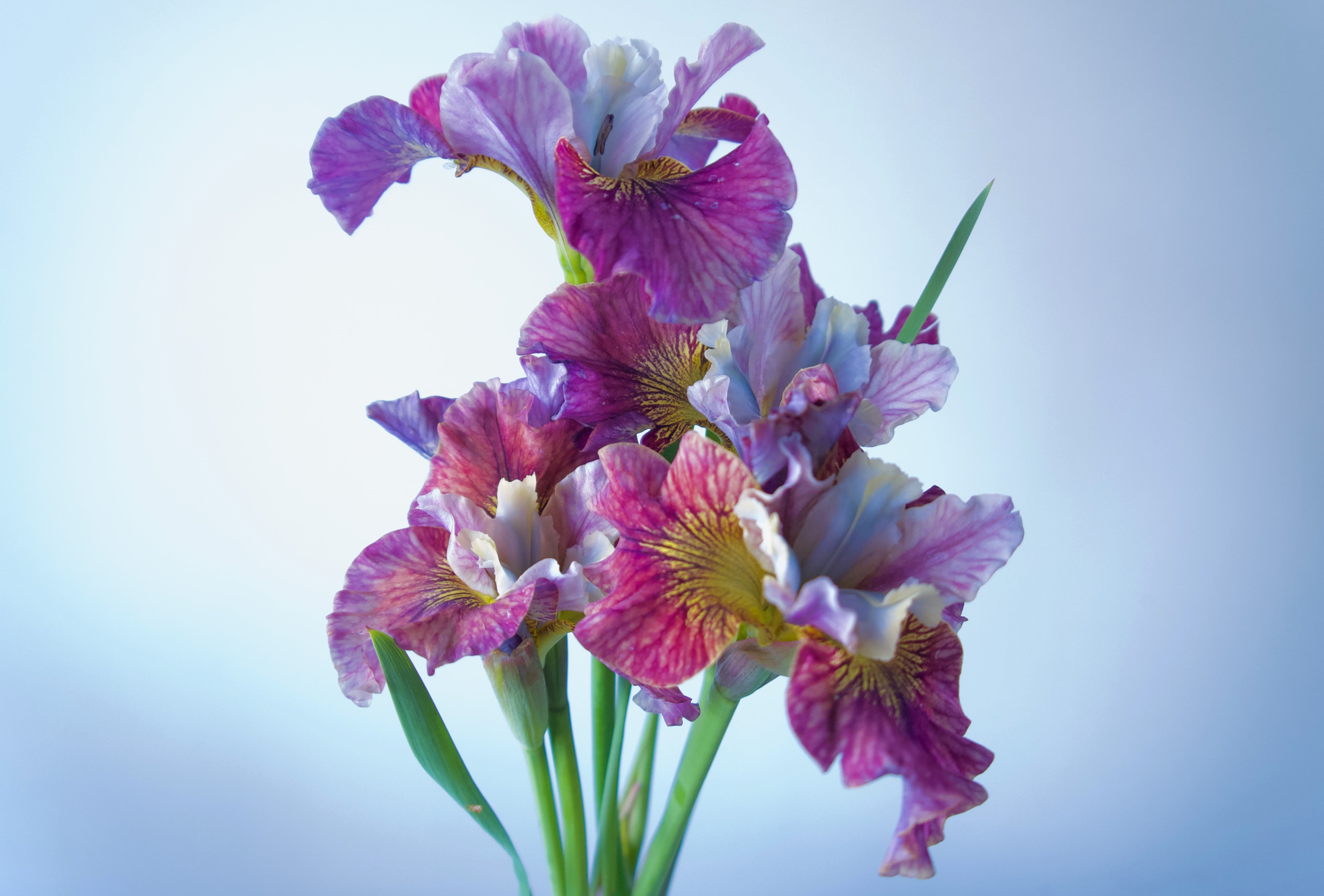 Bearded Iris. Portland Oregon Florists Fieldwork Flowers located at Wellspent Market. Order Flowers Online.