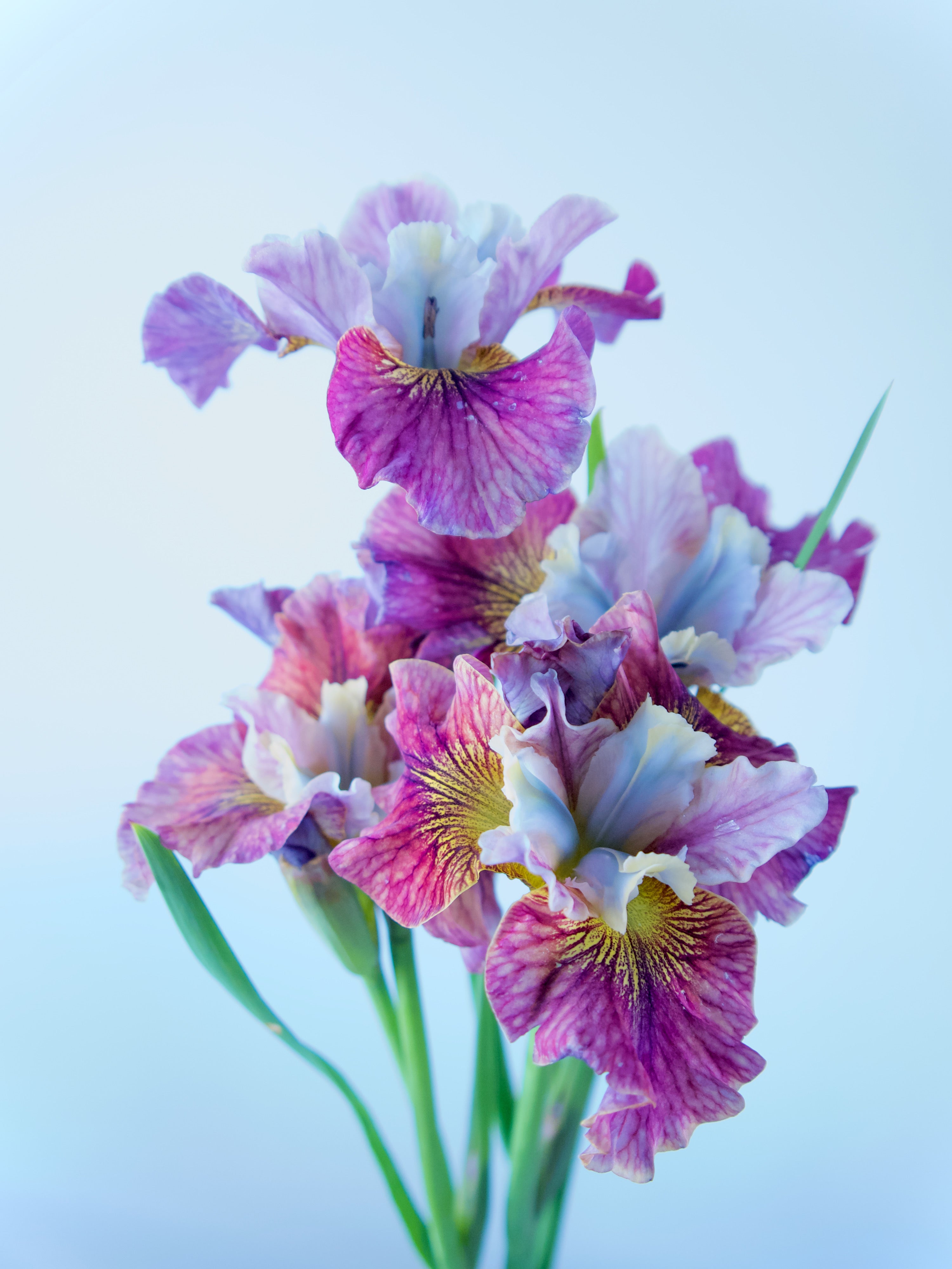 Bearded Iris. Portland Oregon Florists Fieldwork Flowers located at Wellspent Market. Order Flowers Online.