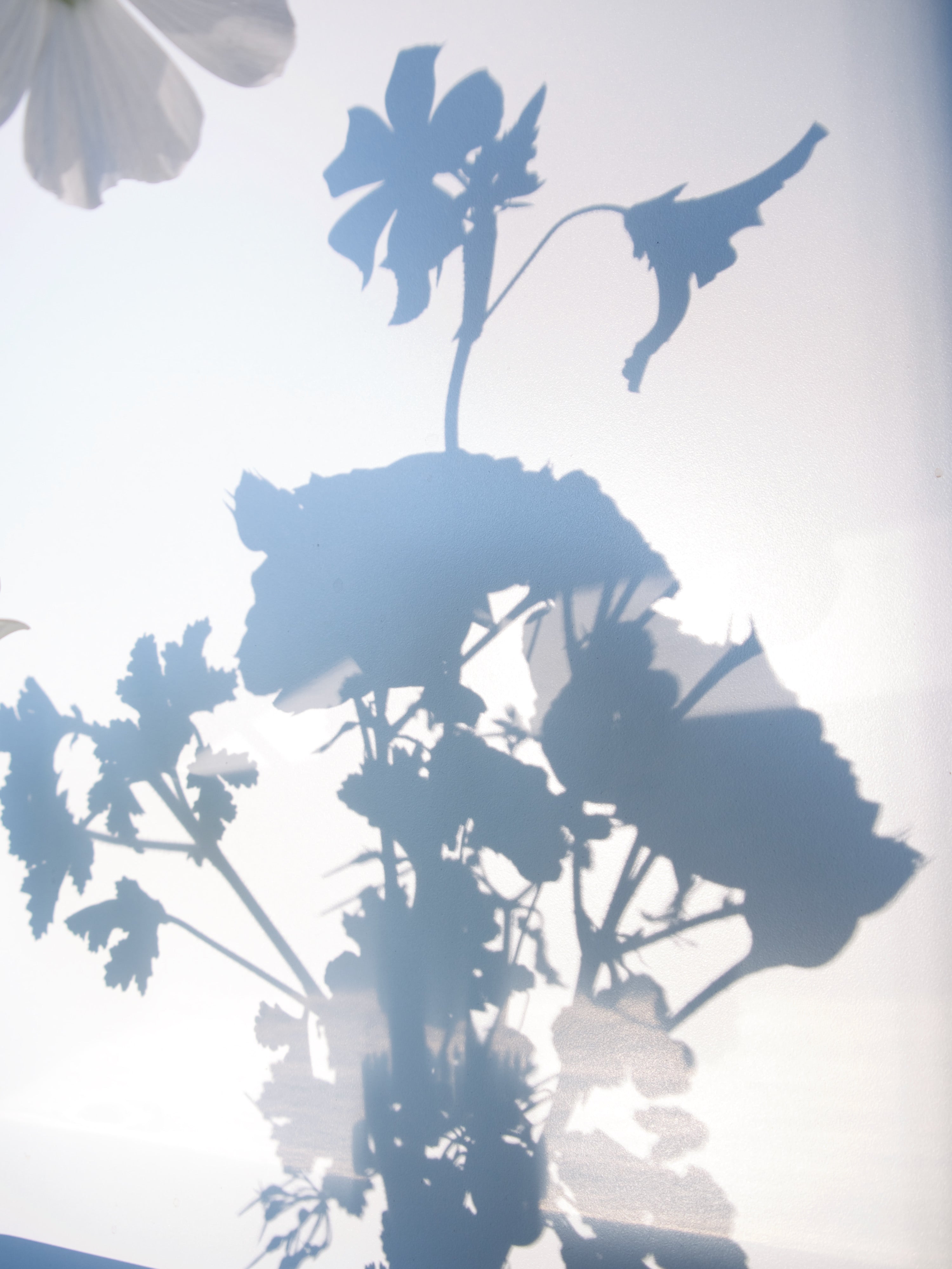 Rose Geranium plants. Fieldwork at Wellspent Market. Portland florist delivery.