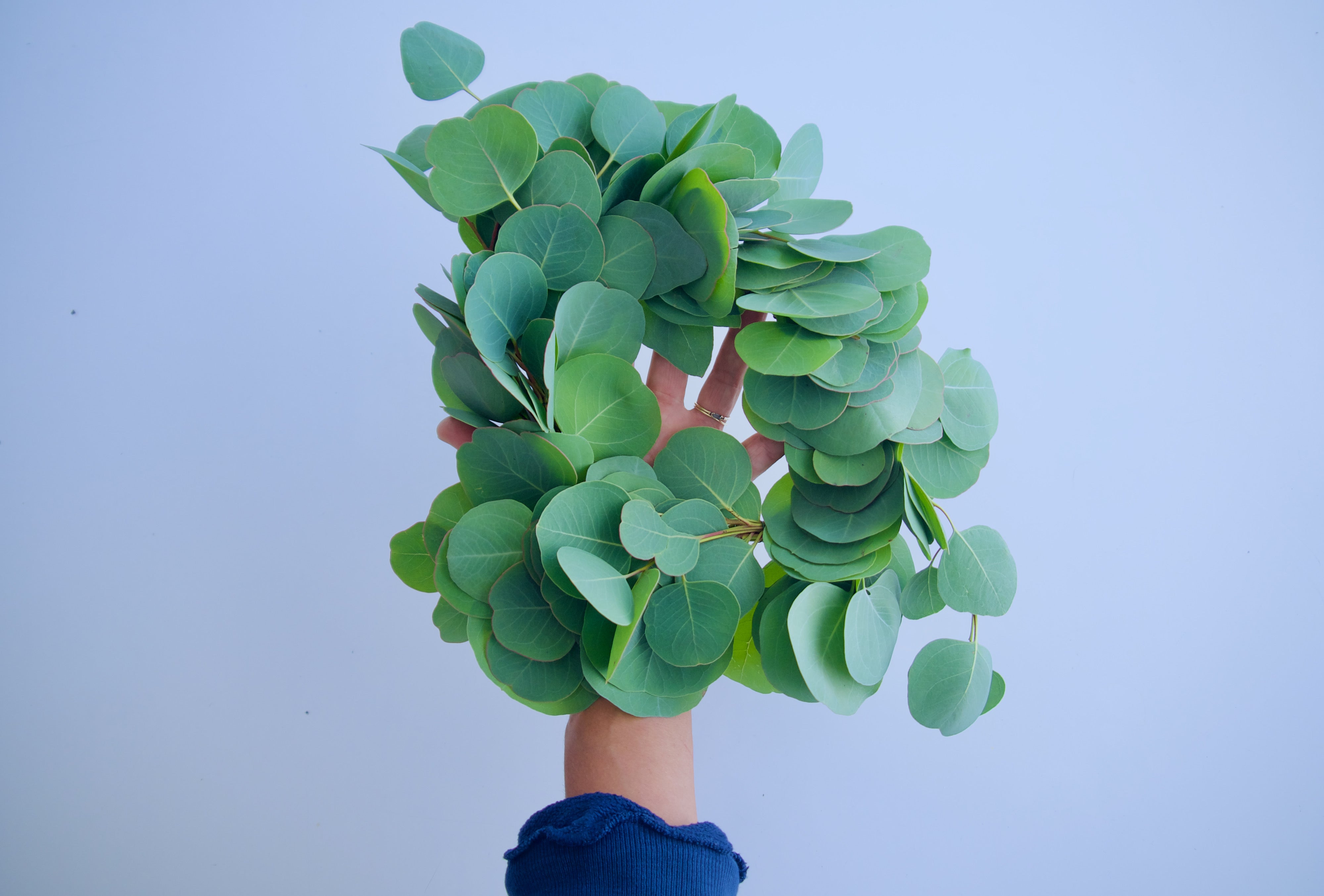 Ship Eucalyptus Wreath Nationwide | Hand-Made by Fieldwork Flowers in Portland, Oregon | Wreath Workshops