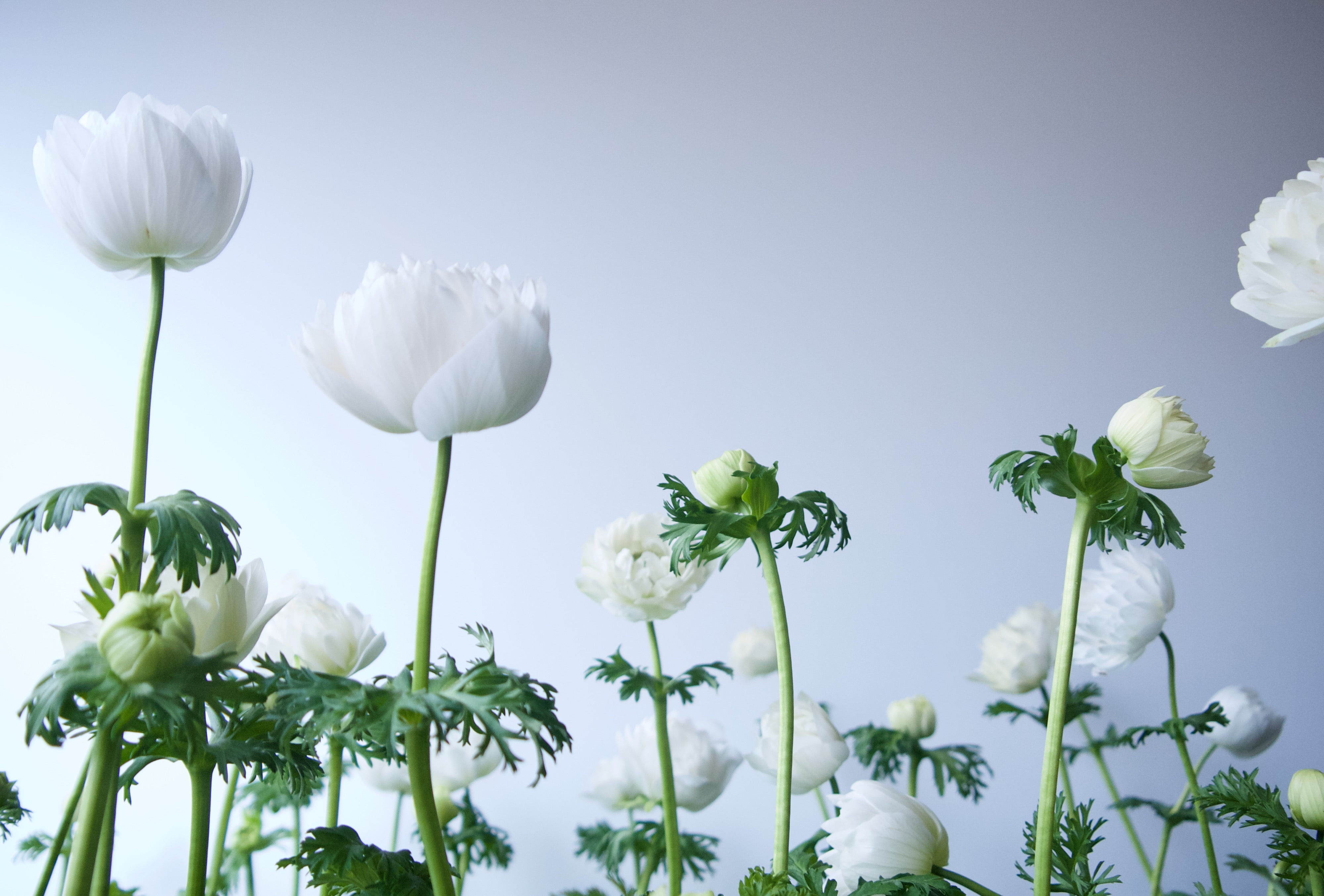 Multi petal anemone plants - Fieldwork springtime planters - Portland Flower Delivery.