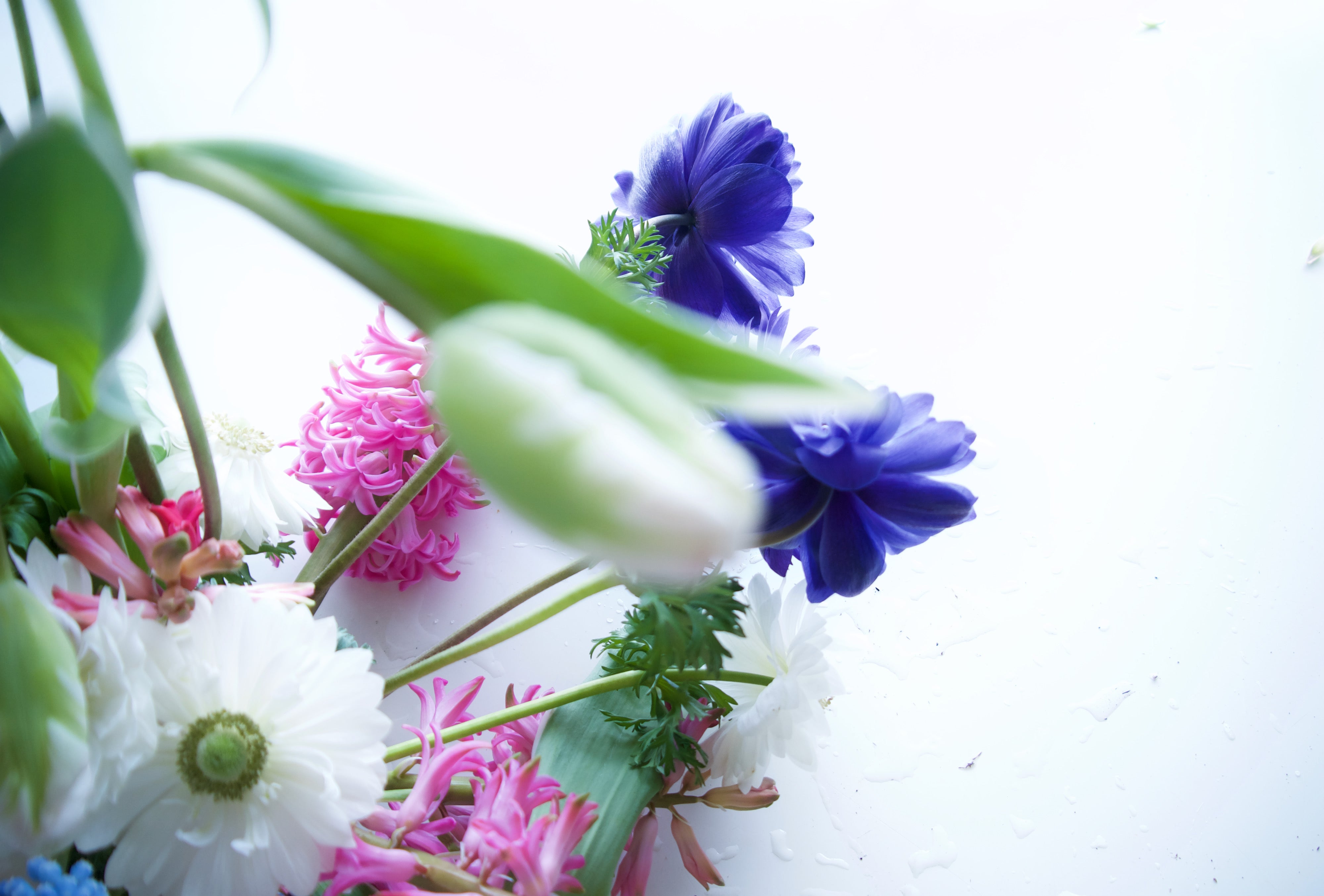 Ranunculus, anemones, hyacinth, tulips - seasonal flowers. Portland flower delivery.