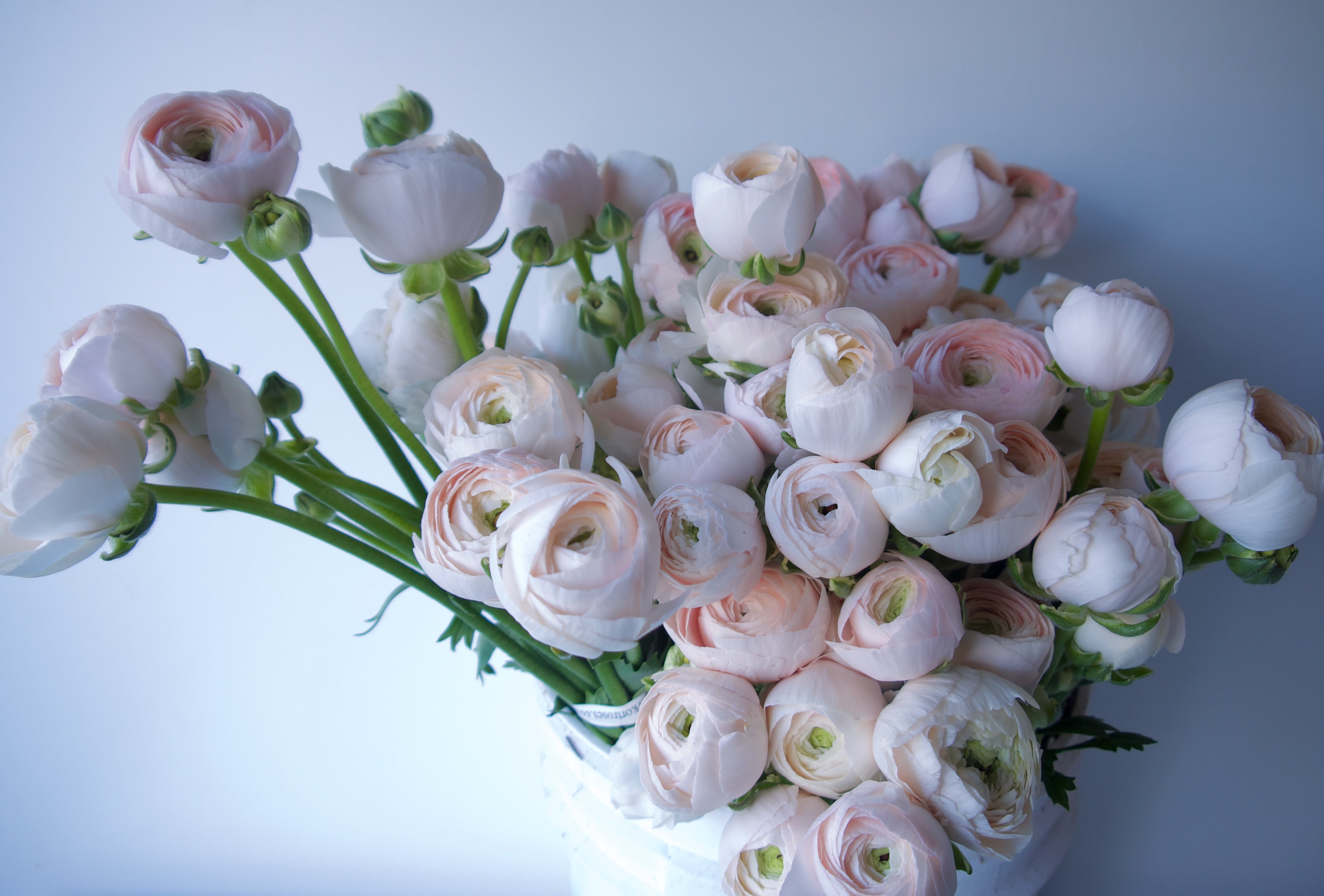 Locally grown flowers. Hanoi Ranunculus. Portland Florist Delivery. Fieldwork.