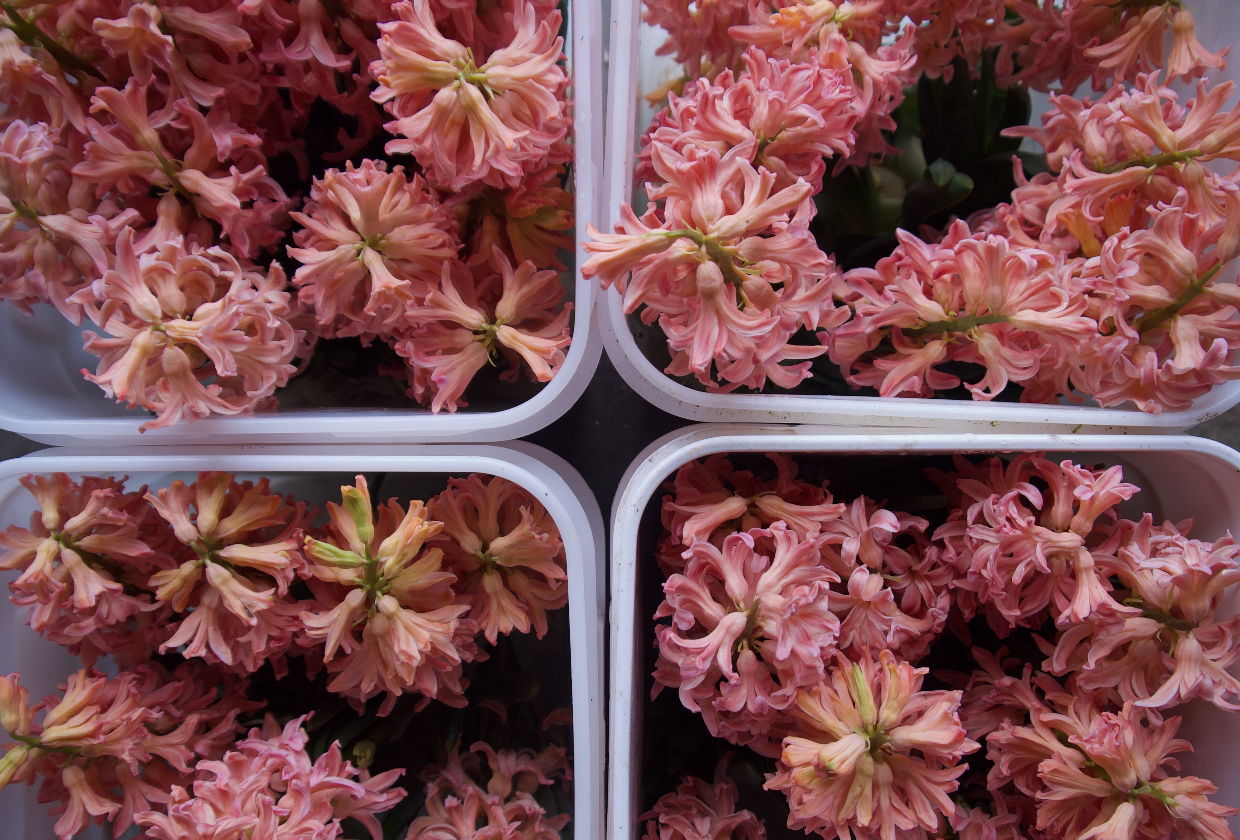 Hyacinth | Locally Grown Flowers | Vancouver Portland Florists Delivery | Fieldwork Flowers