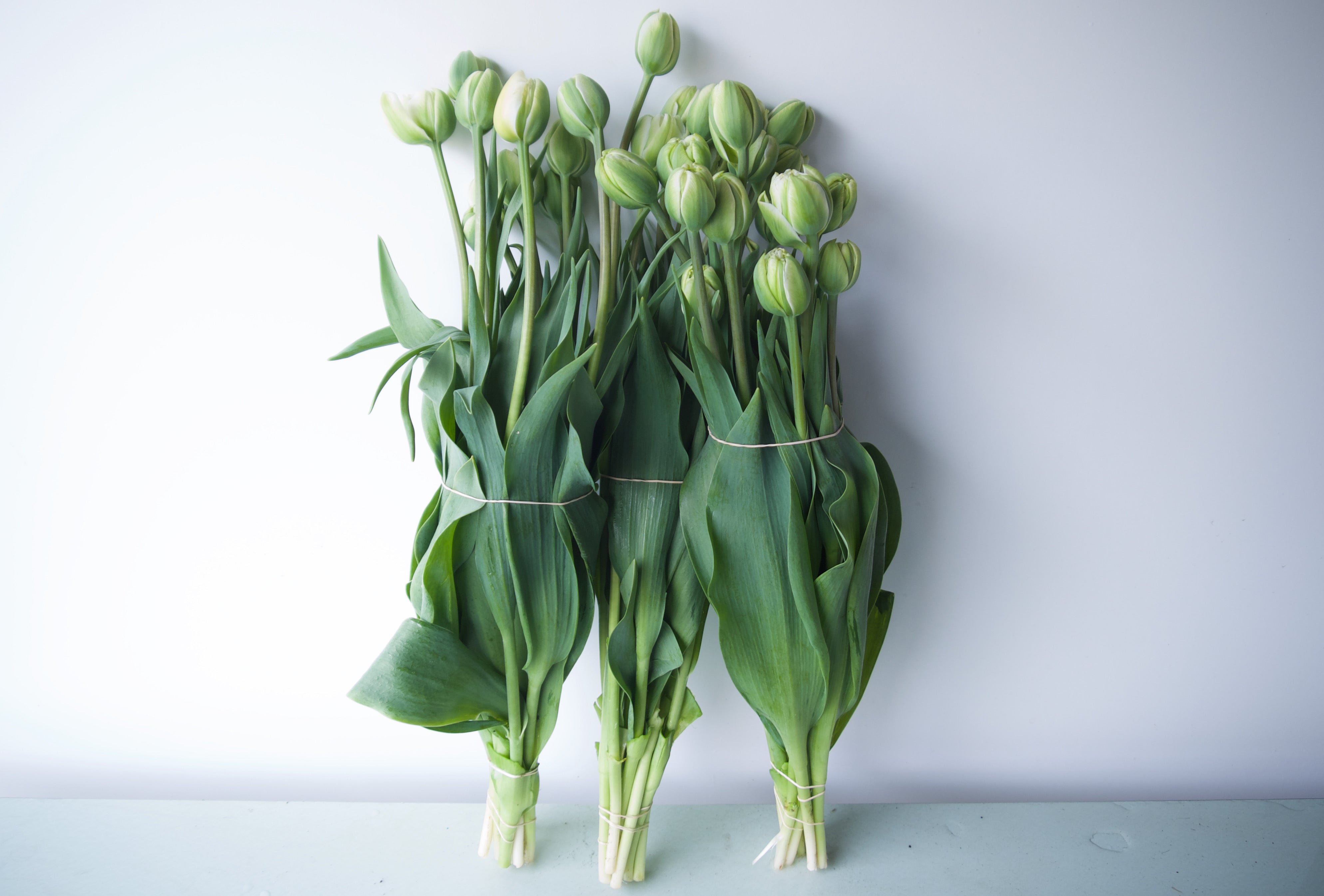 Bulk. Locally grown flowers. French Peony Tulips. Portland Florist Delivery. Fieldwork.