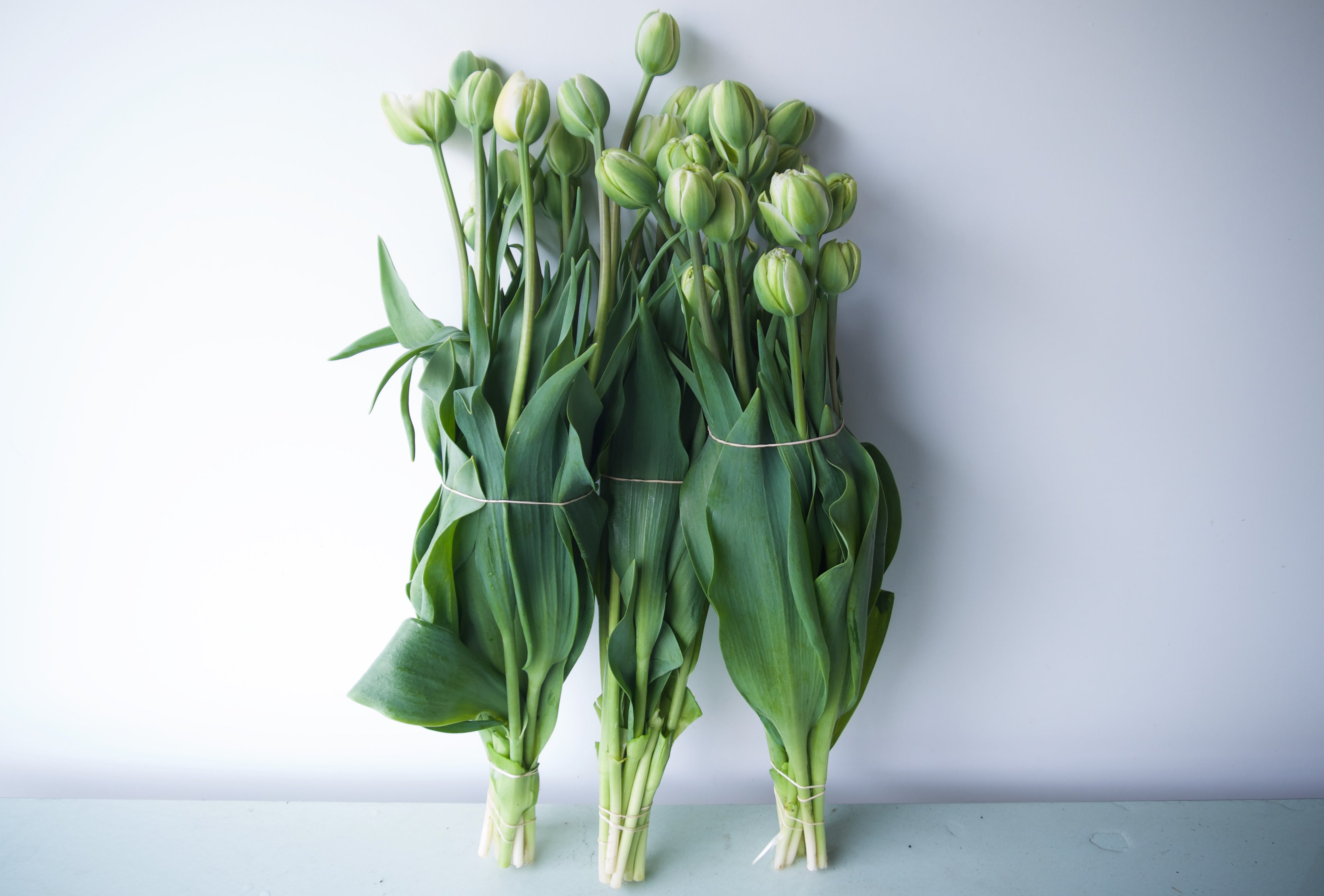 Tulips | Locally Grown Flowers | Vancouver Portland Florists Delivery | Fieldwork Flowers