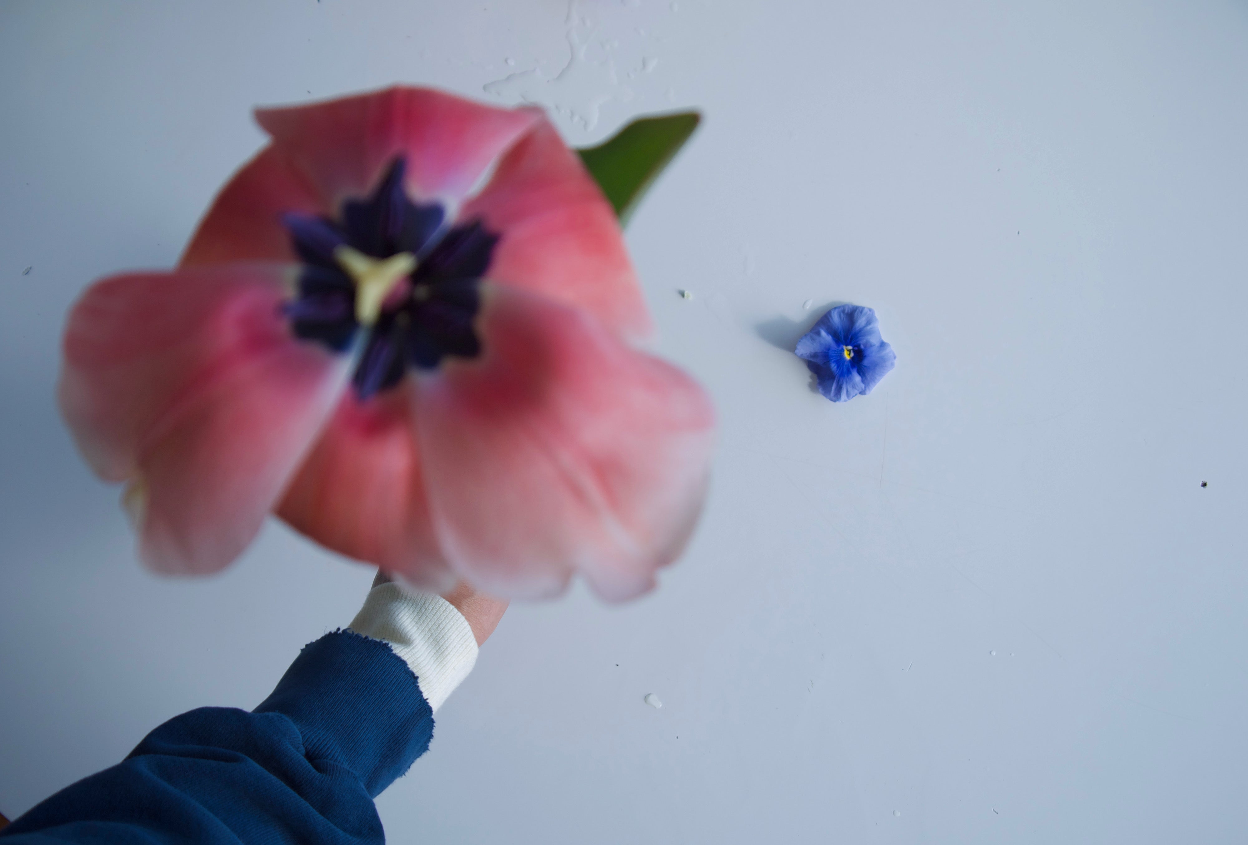 Locally grown flowers. Portland Oregon florist. Fieldwork.