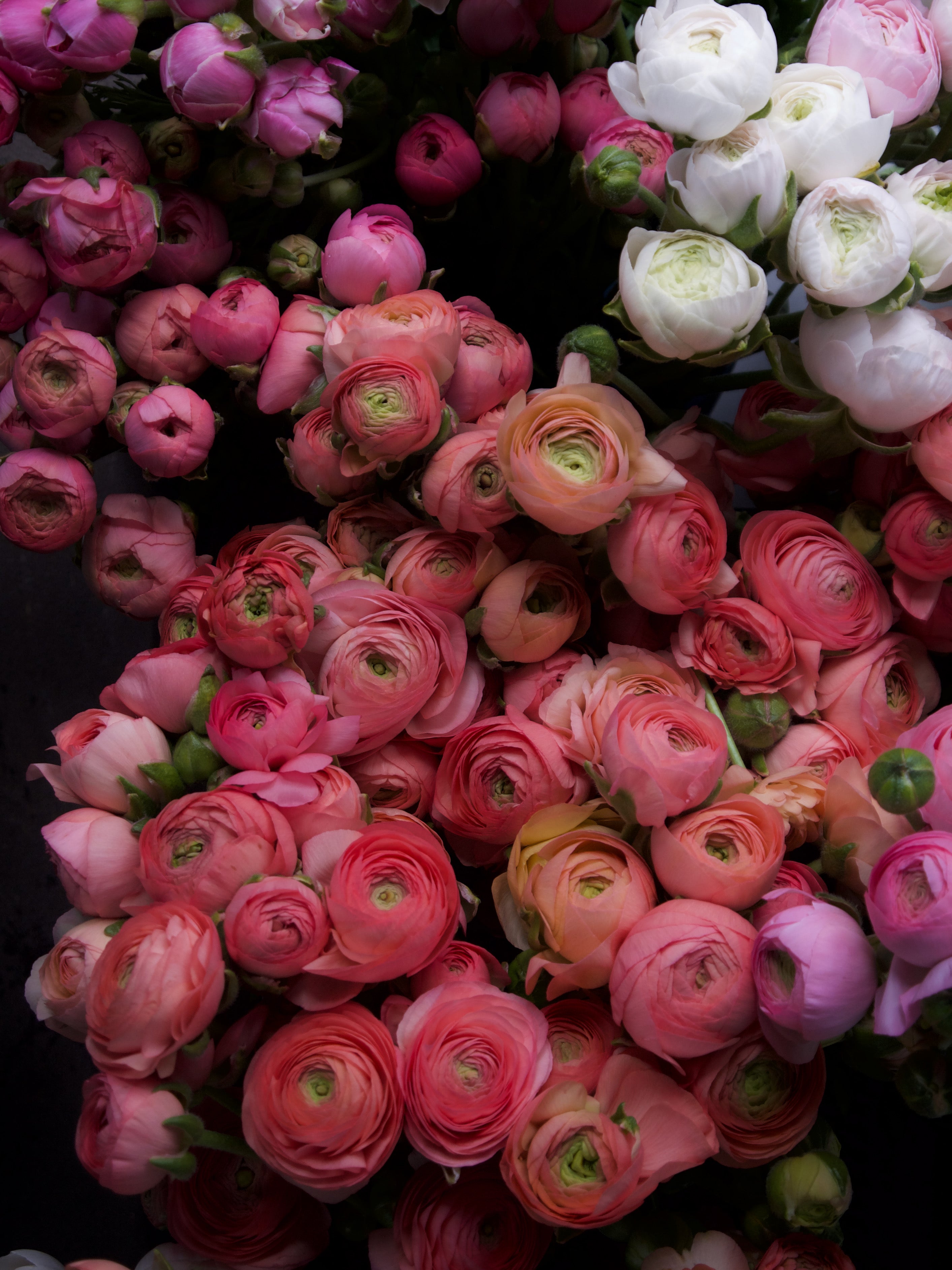 ranunculus. Portland florists delivery. Fieldwork Flowers at Wellspent Market.