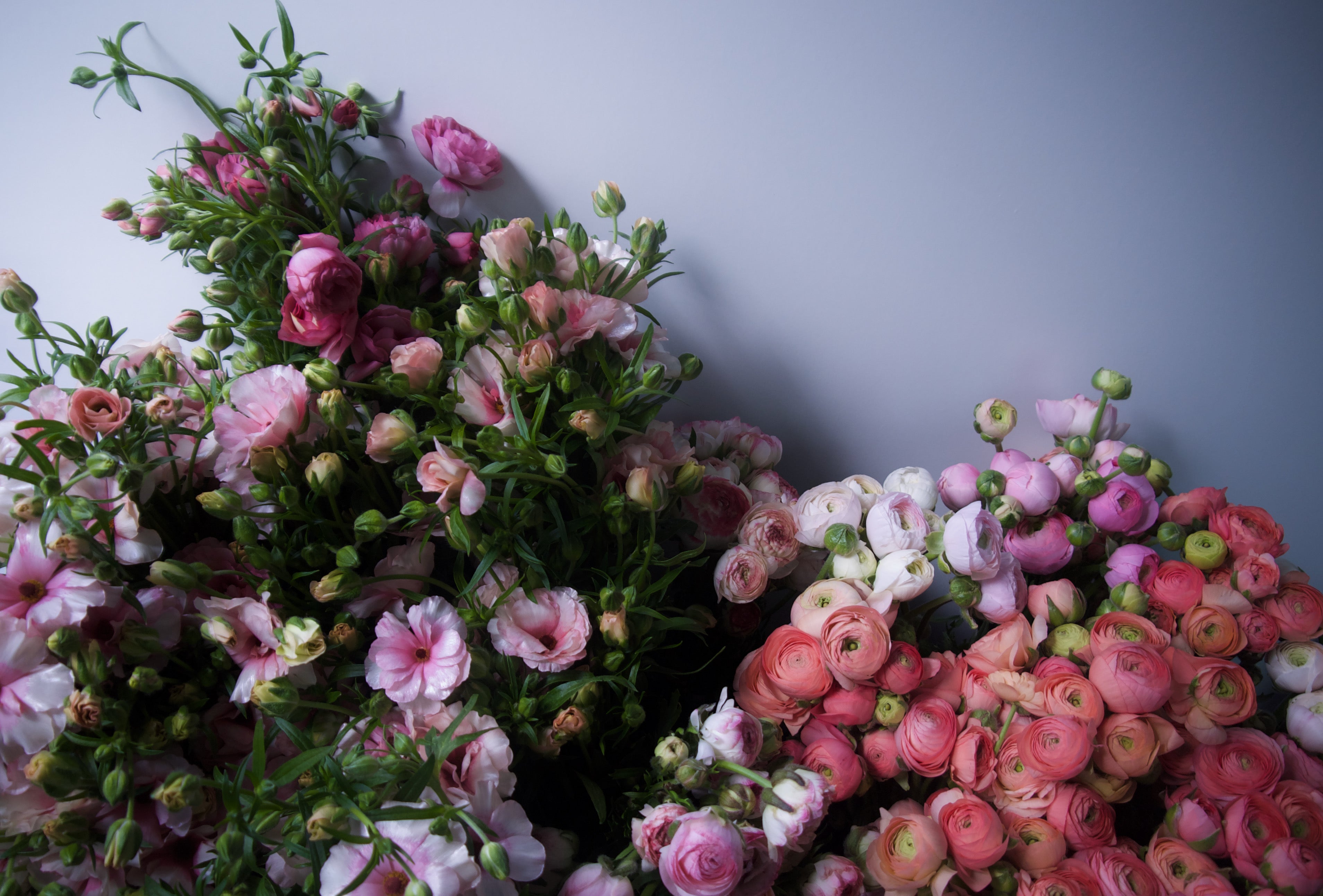 Locally grown ranunculus. Portland florists delivery. Fieldwork Flowers at Wellspent Market.