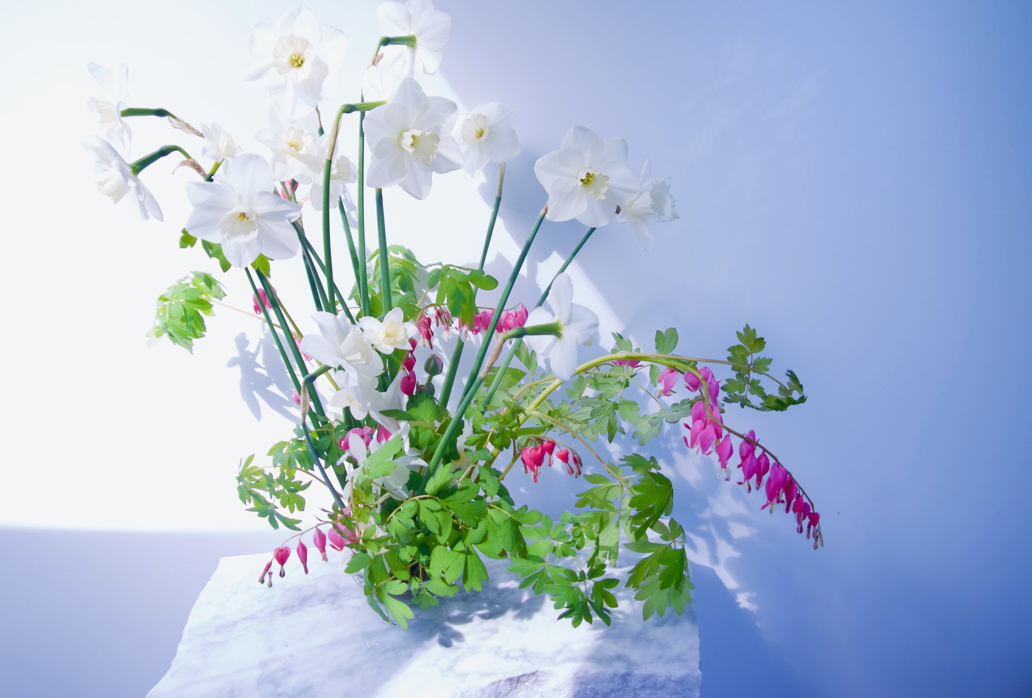 Narcissus, bleeding hearts. Portland florists delivery. Fieldwork Flowers at Wellspent Market.