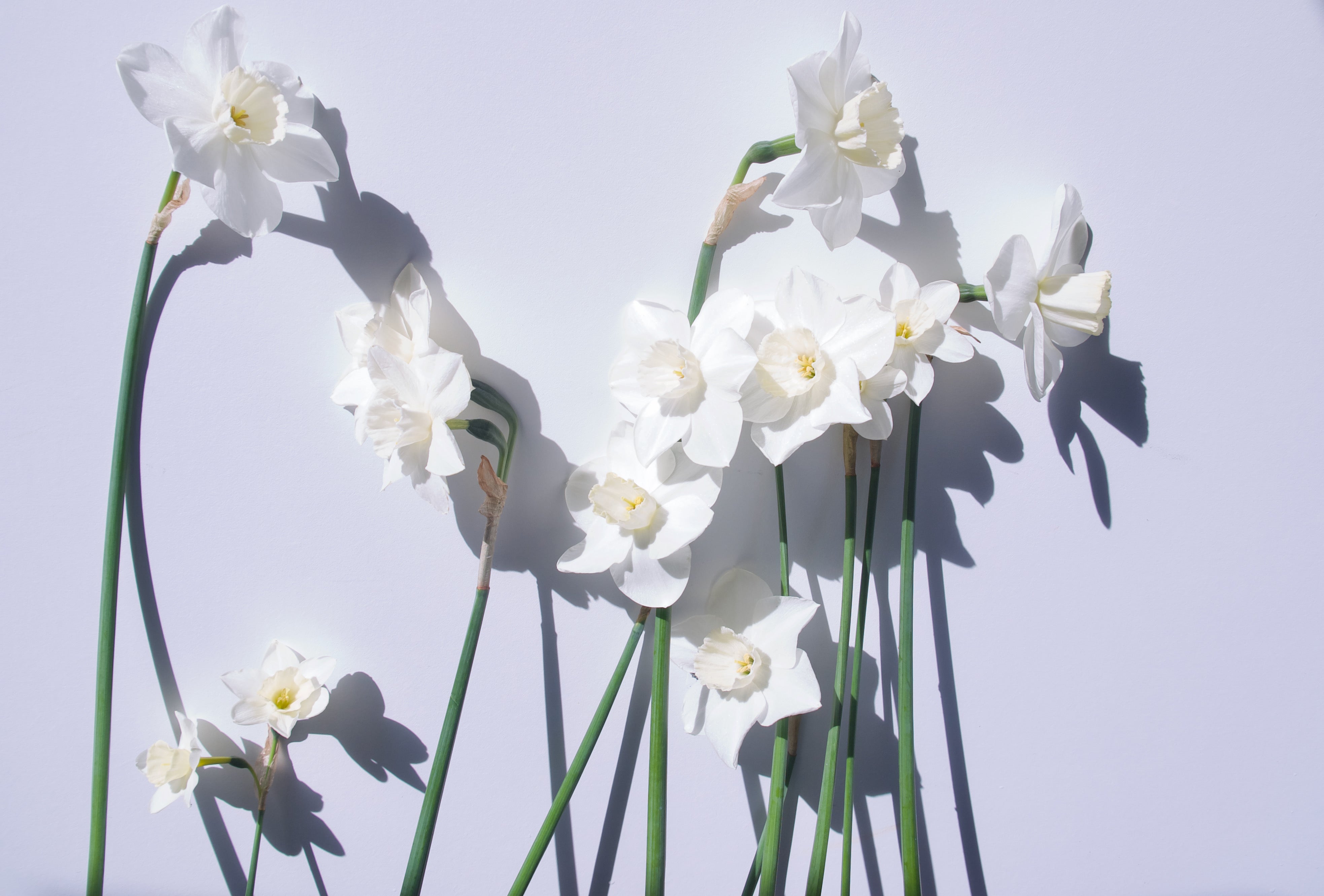 Narcissus, bleeding hearts. Portland florists delivery. Fieldwork Flowers at Wellspent Market.