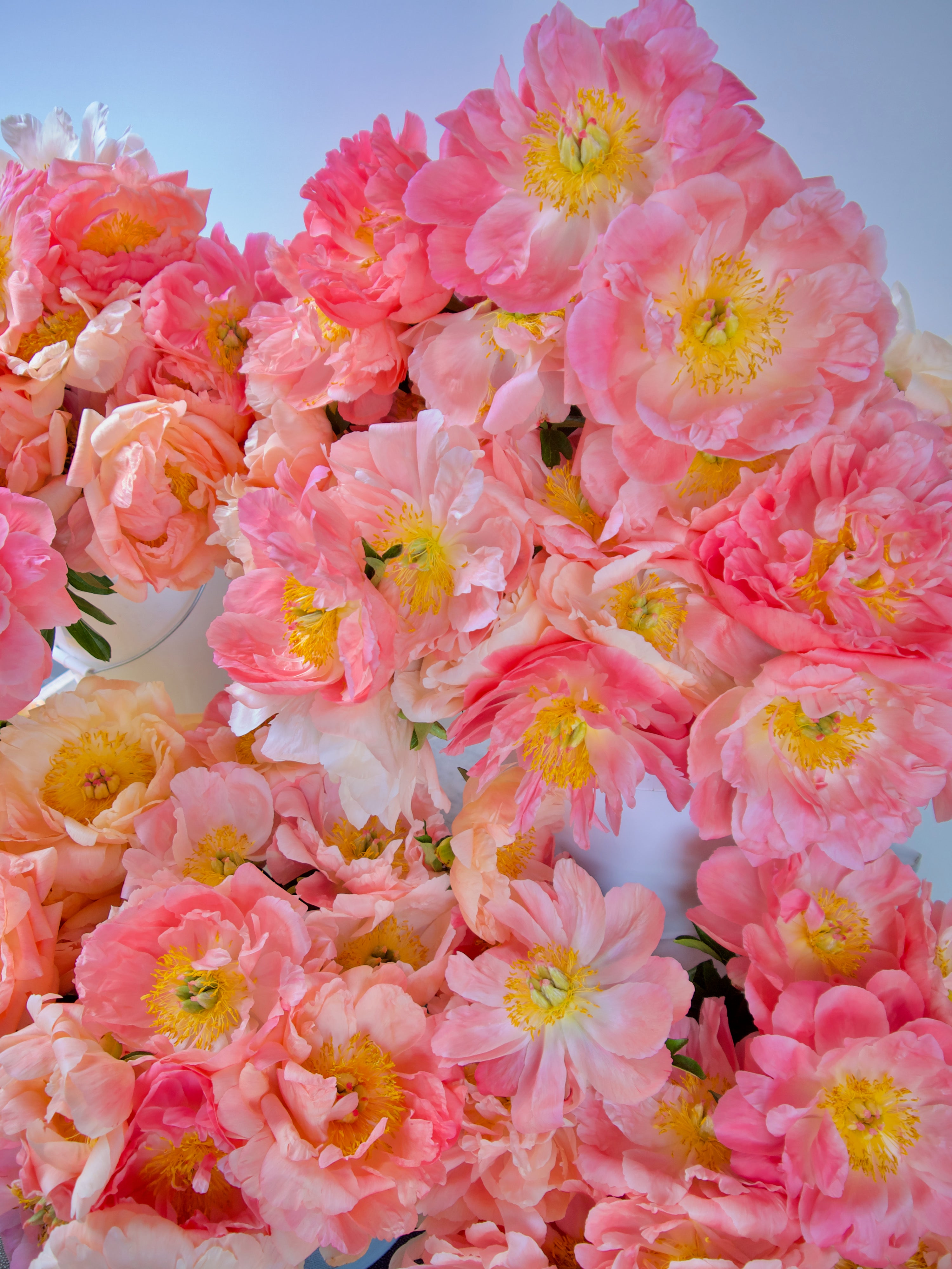 Coral charm peonies. Oregon grown. Portland flower delivery. Fieldwork Flowers in Wellspent Market.