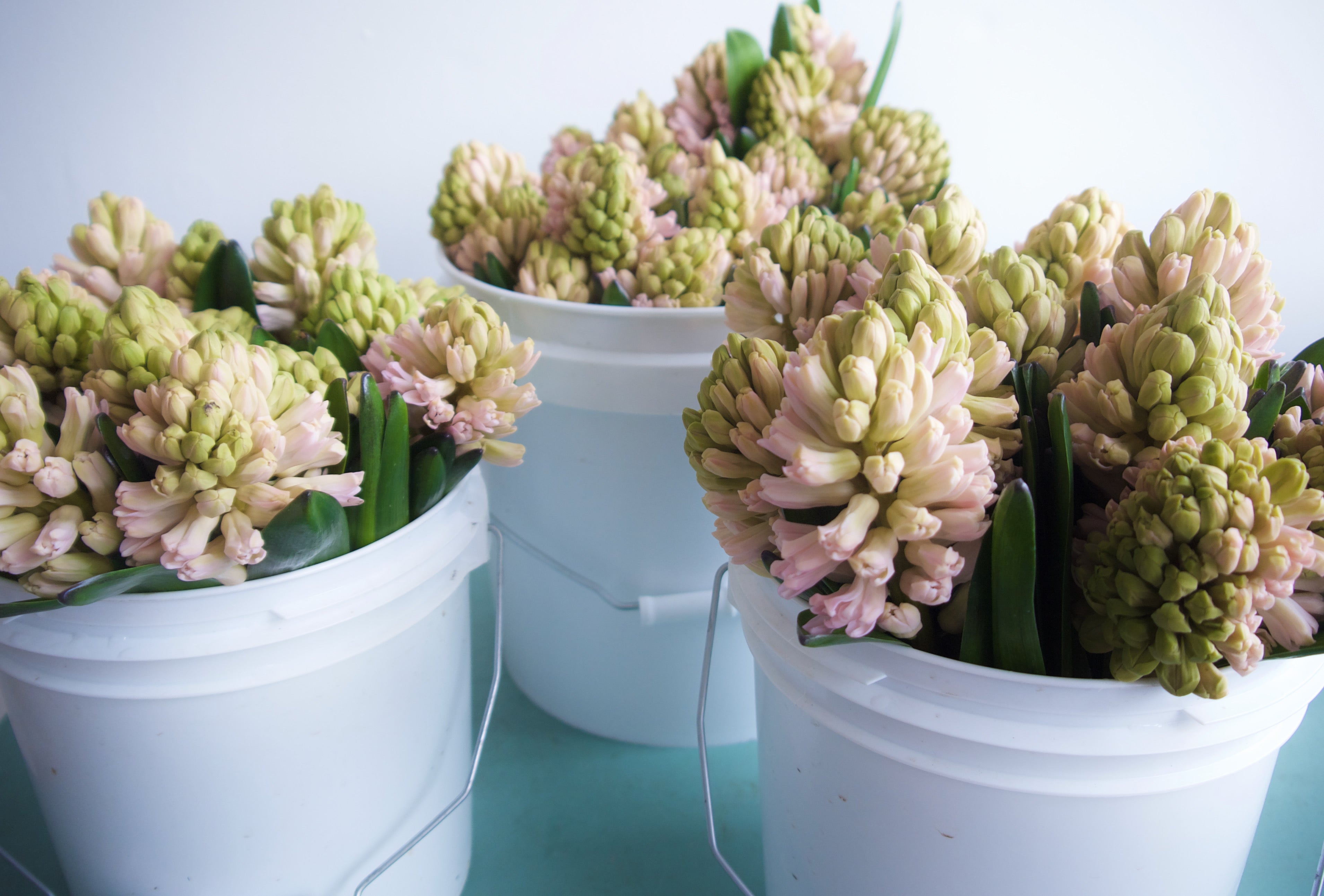 Hyacinth. Send Easter flowers. Vancouver flower delivery. Portland flower delivery. 