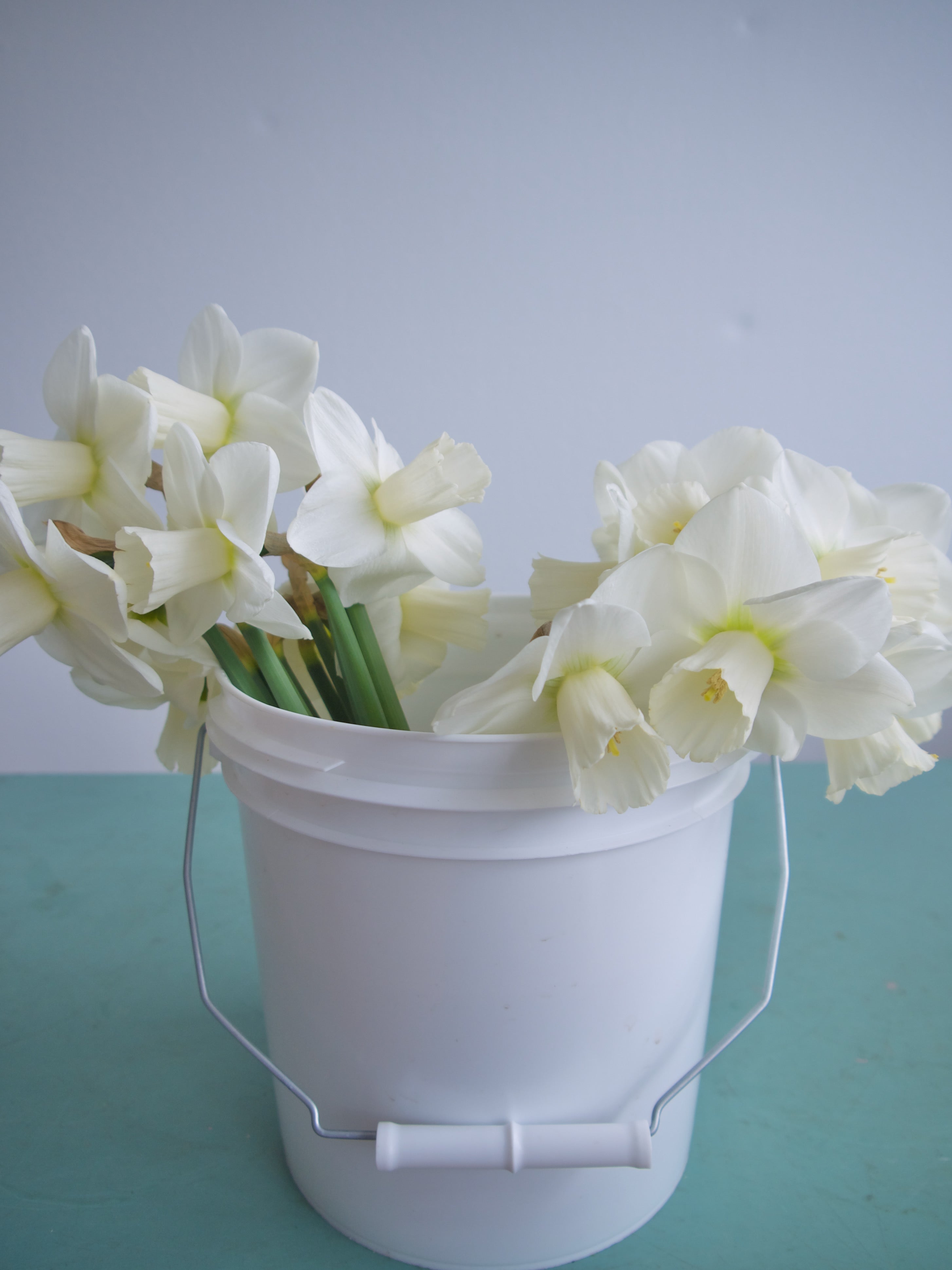 Daffodils. Send Easter flowers. Vancouver flower delivery. Portland flower delivery. 