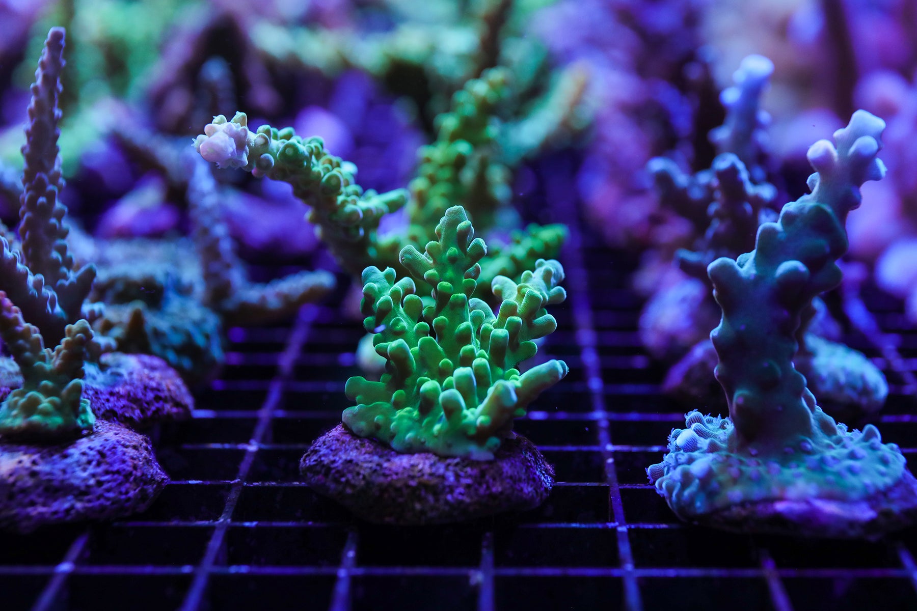 Acropora desalwii Violet/green AKA Purple berry