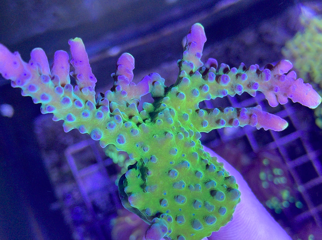 Aquacultured Marshall Island Purple & Green Acro Coral (Acropora sp.) - ORA  