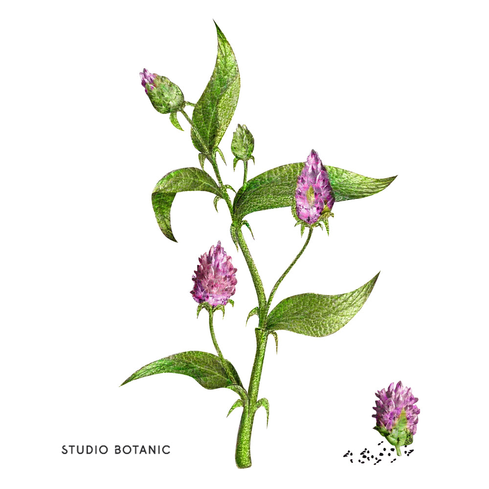 STUDIO BOTANIC Bakuchiol Illustration