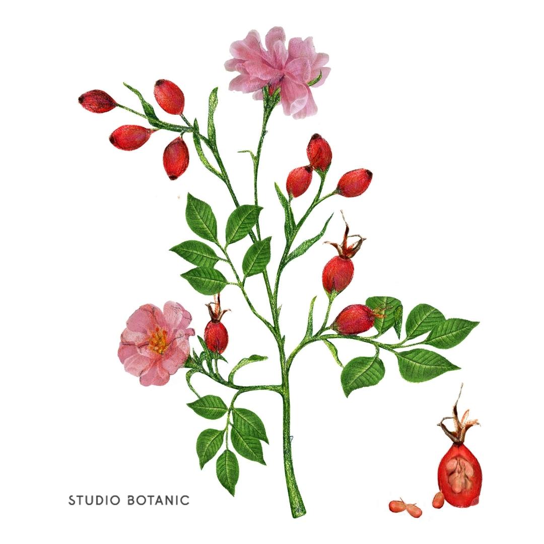 STUDIO BOTANIC - Hagebuttenkernöl