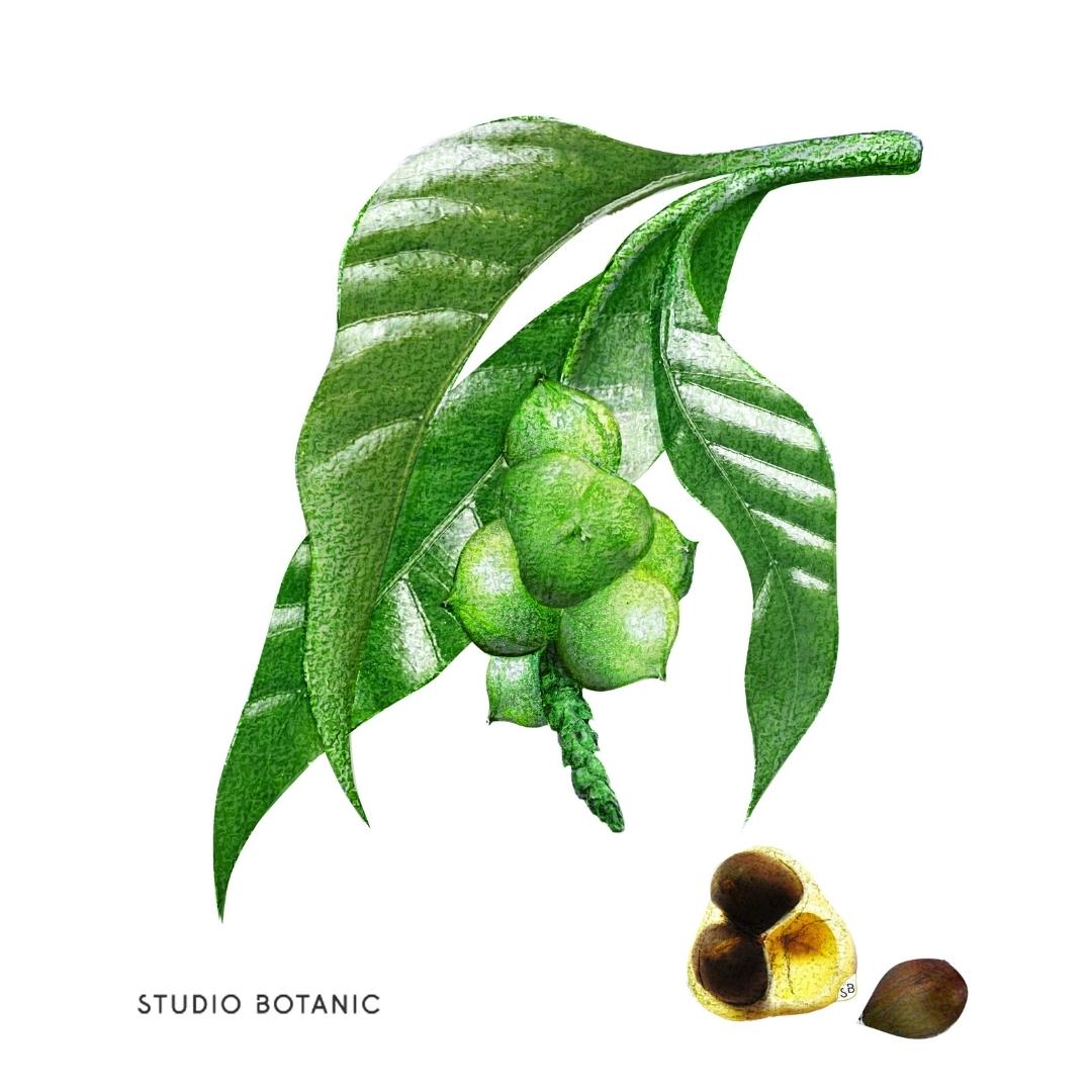 STUDIO BOTANIC - Kahaikernöl