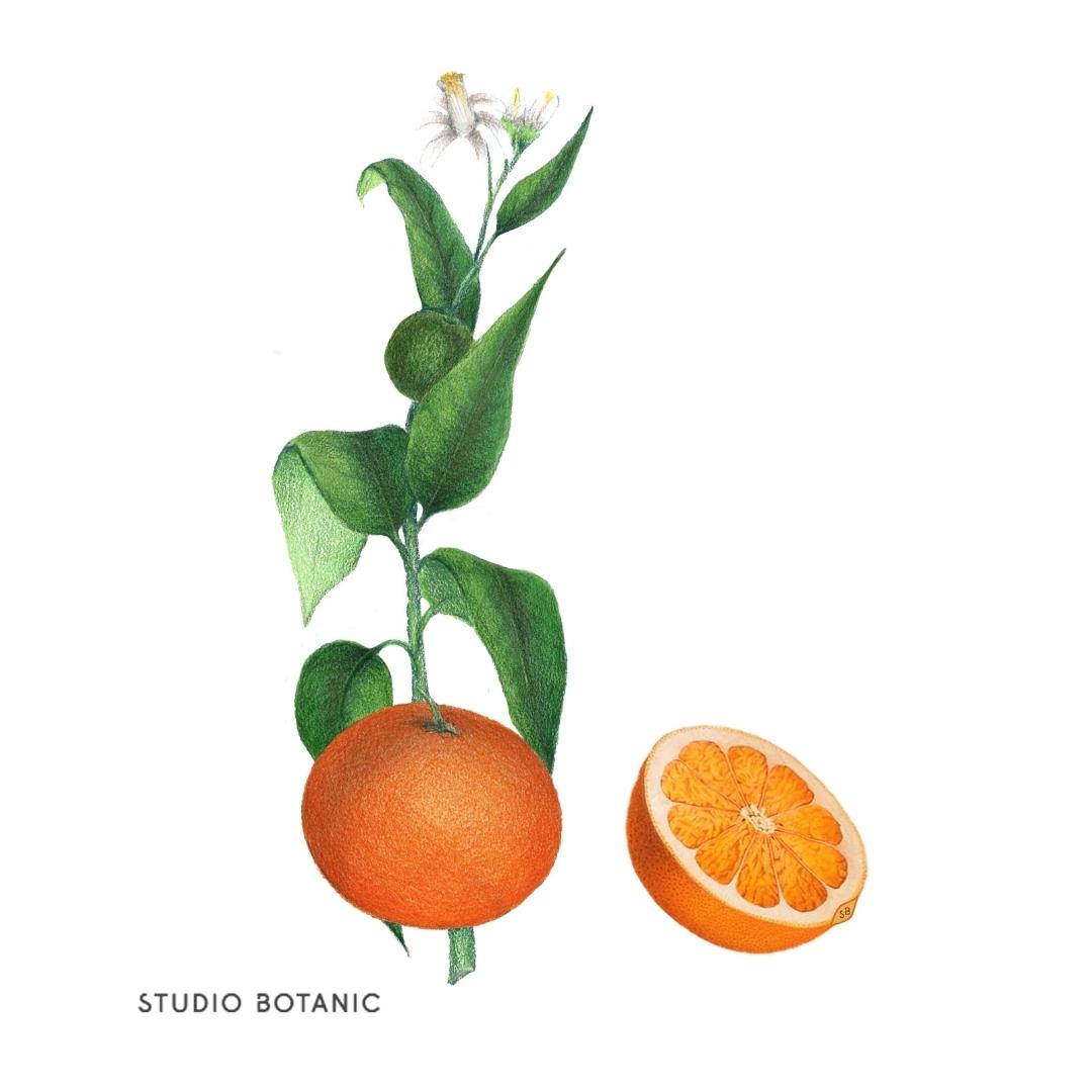 STUDIO BOTANIC - Mandarinenöl