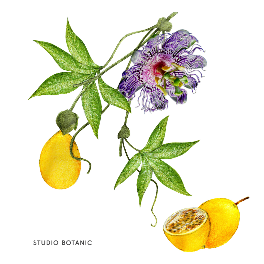 STUDIO BOTANIC Passioline Illustration