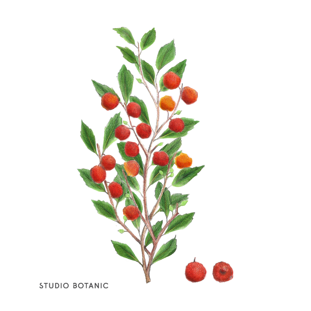 STUDIO BOTANIC MYRICA FRUCHTWACHS ILLUSTRATION