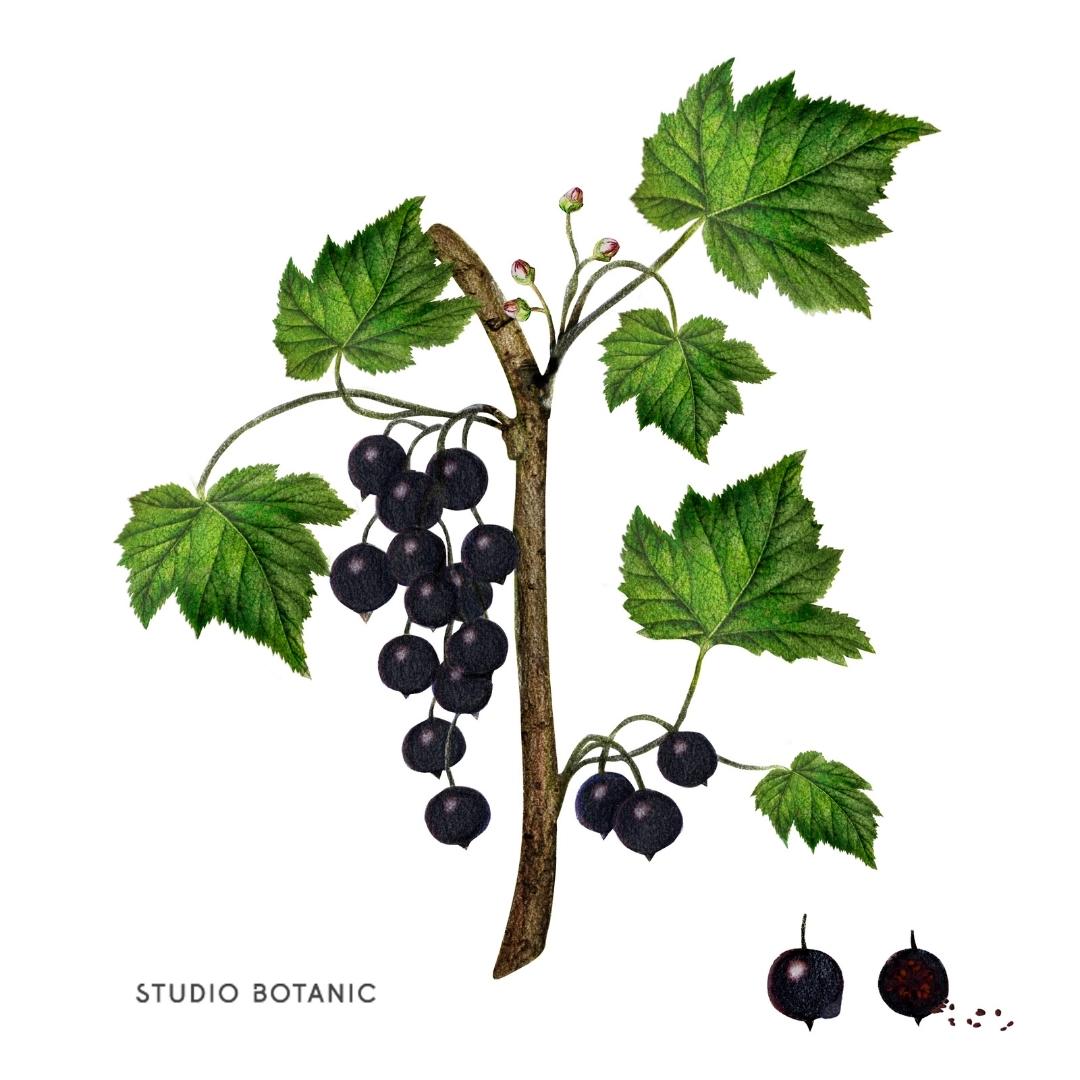 STUDIO BOTANIC - Schwarze Johannisbeerensamenöl