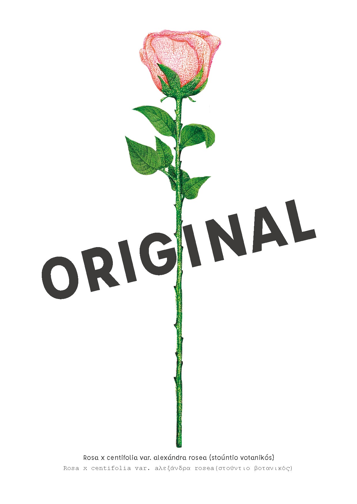 STUDIO BOTANIC ROSA X CERTIFOLIA ORIGINAL POSTKARTE