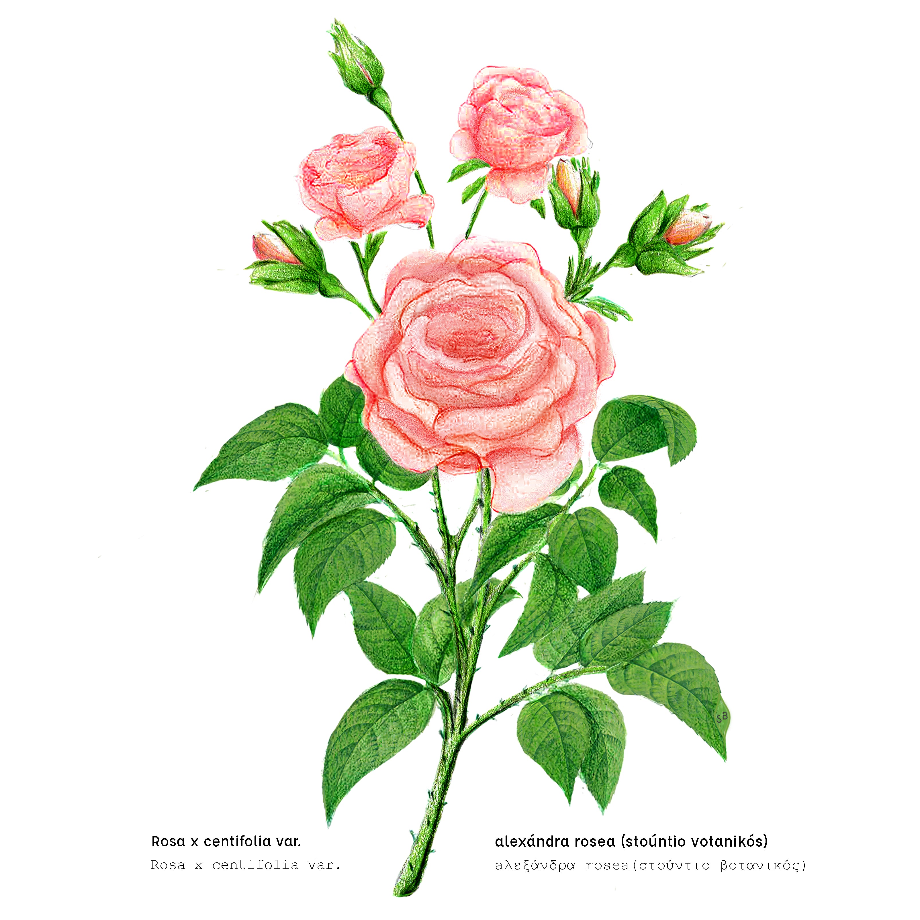 STUDIO BOTANIC ROSENWACHS ILLUSTRATION