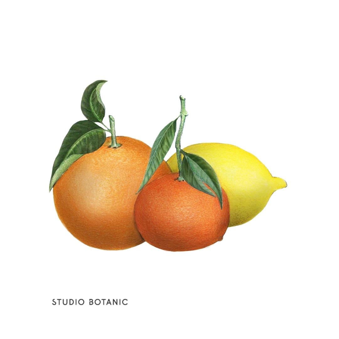 STUDIO BOTANIC - Zitrusextrakt