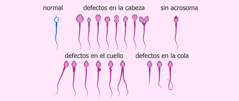 mejorar tu fertilidad