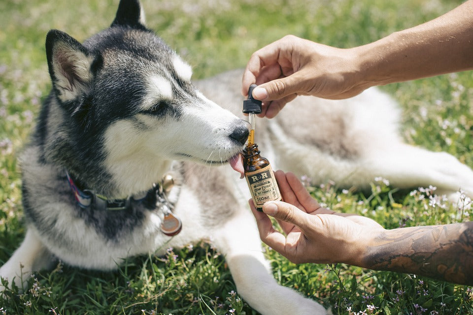 conoce-cbd-ayuda-salud-mascotas