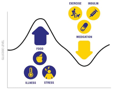 stress and insulin