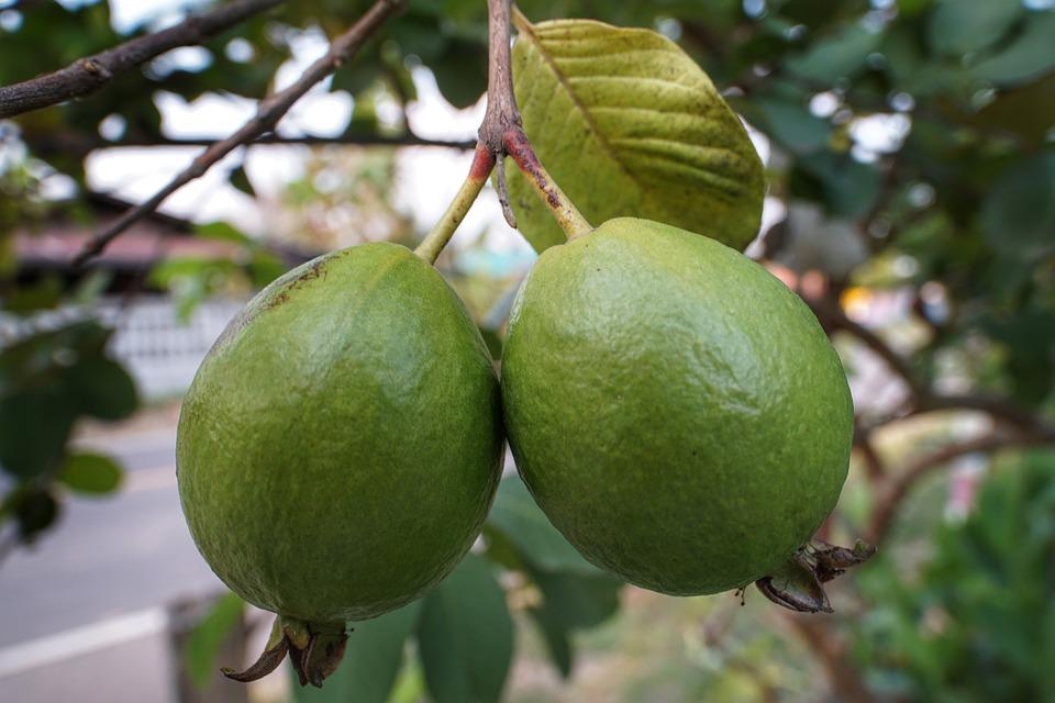discover-guava-rich-vitamin-c