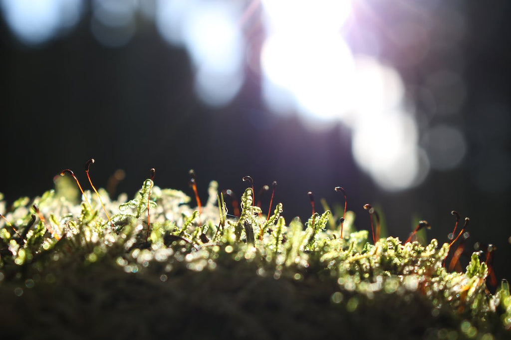 Supprimer les mauvaises herbes