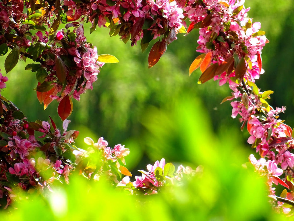 quand mettre des plantes dans le jardin