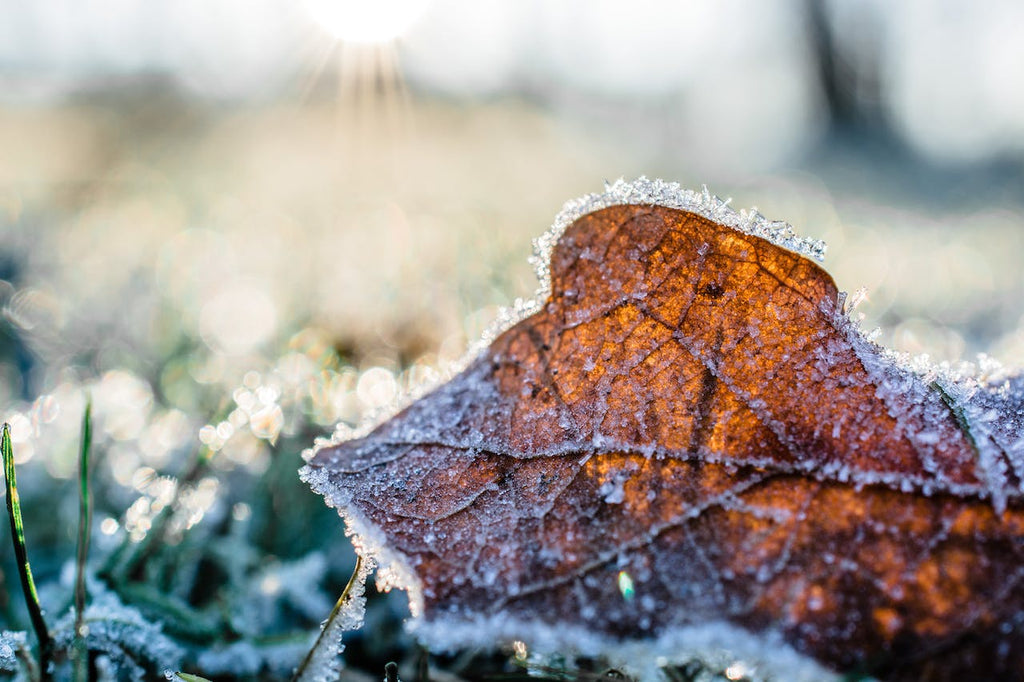 wanneer je tuin winterklaar maken