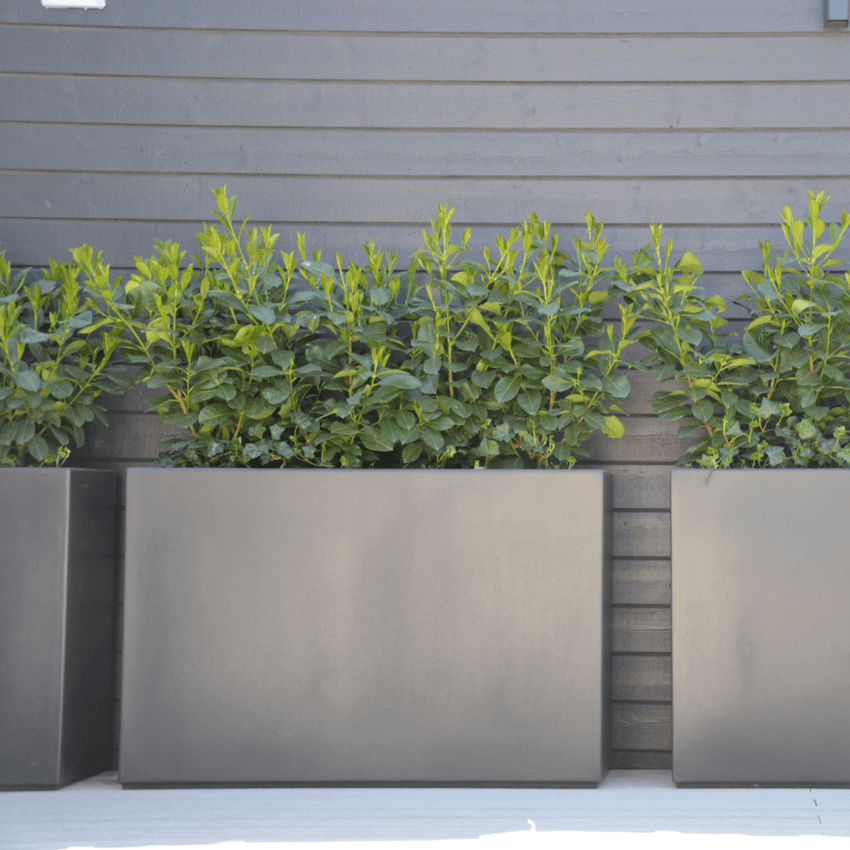 Madison Wereldvenster belediging Adezz Buxus polyester plantenbak 200x50x60 cm - Doika BV - Doika BV
