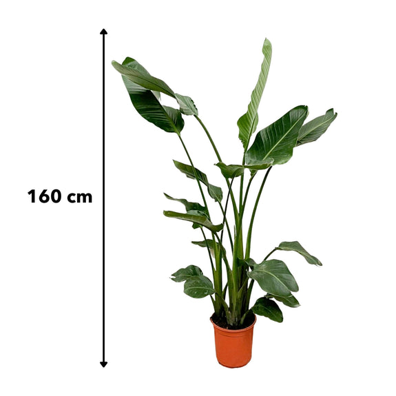 Strelitzia Nicolai - 160cm - ⌀19 - Doika BV