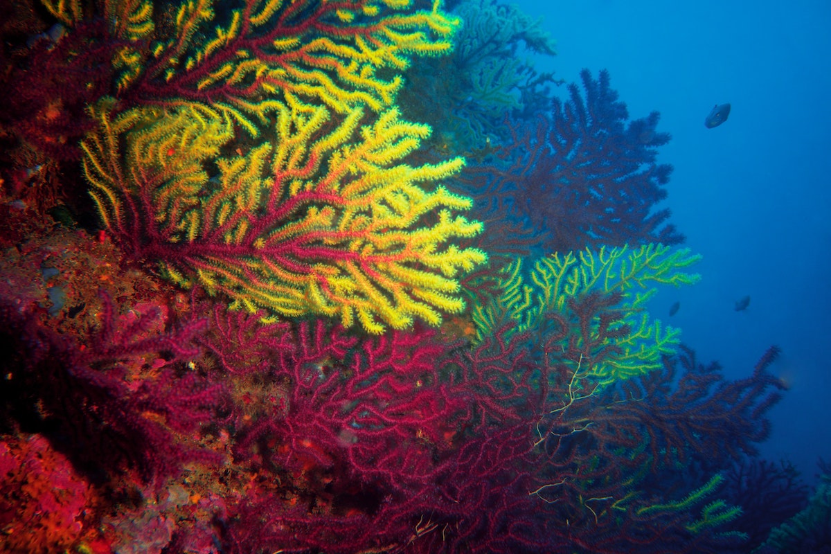 red and yellow coral in the ocean
