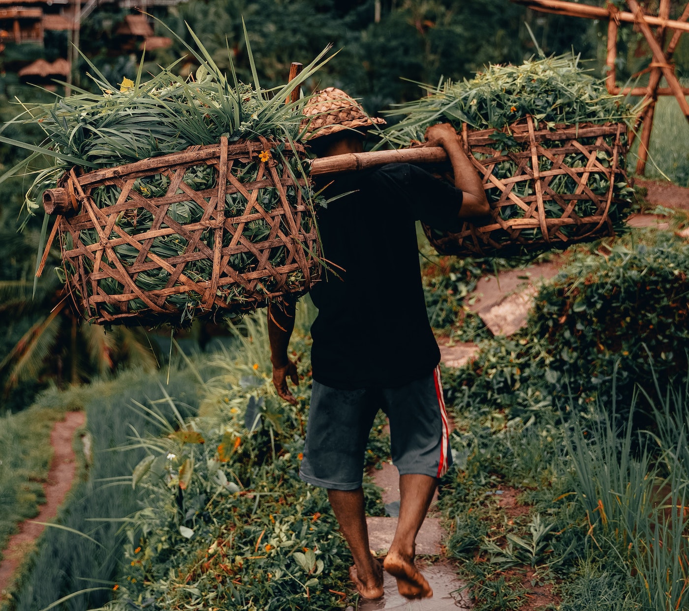a man carrying green crops on his back
