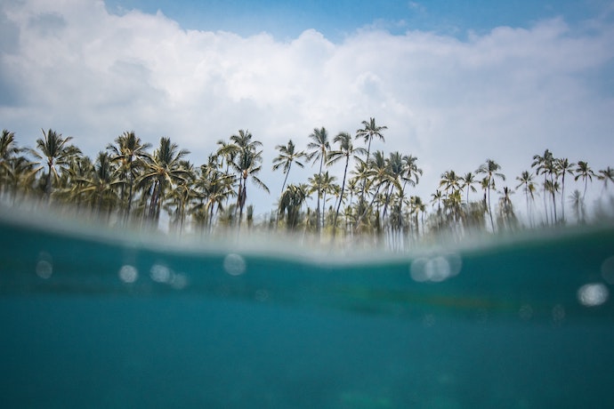 a half under-water ocean, half palm tree view in Hawaii